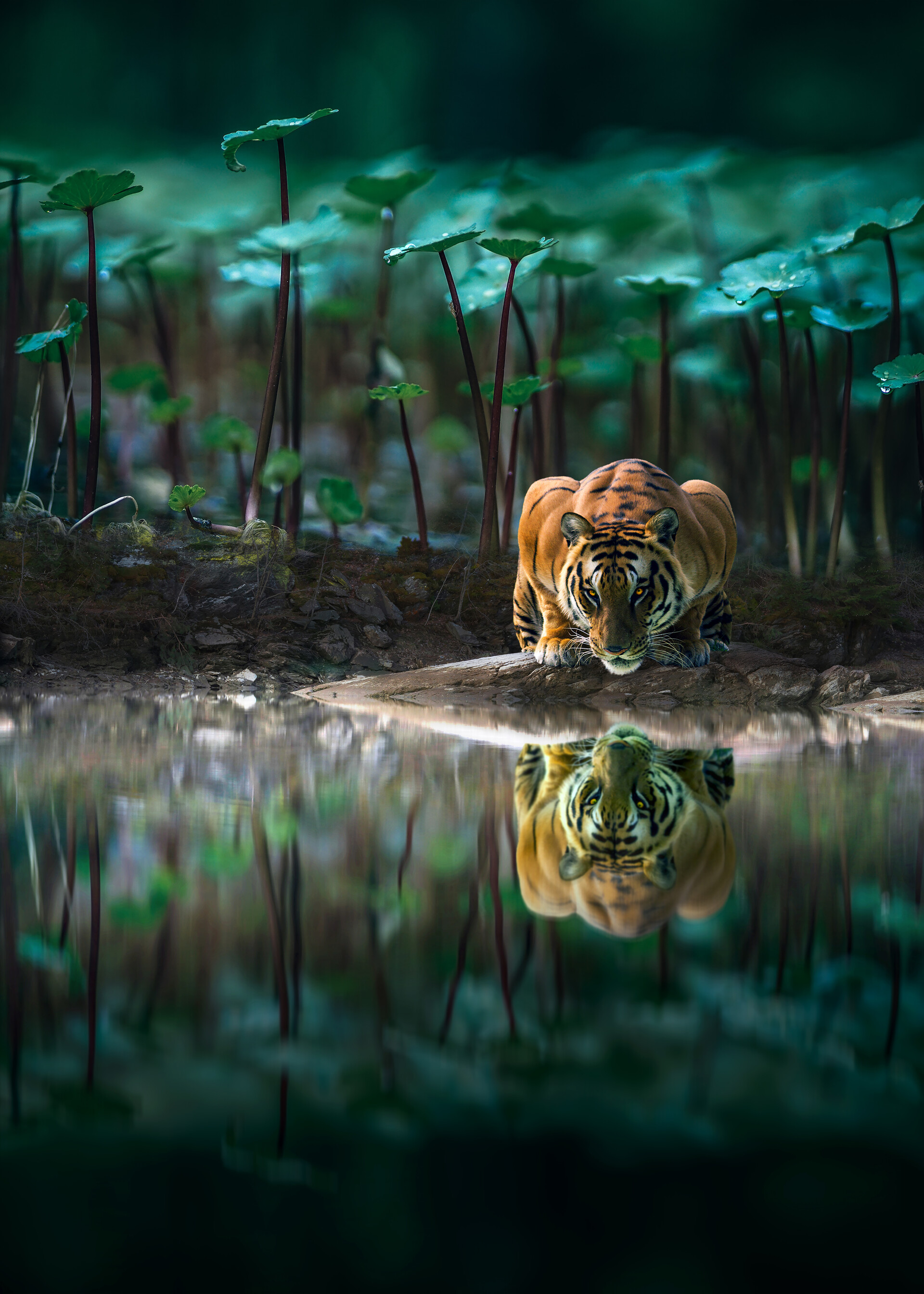 iPhone background water, tiger, wildlife, reflection