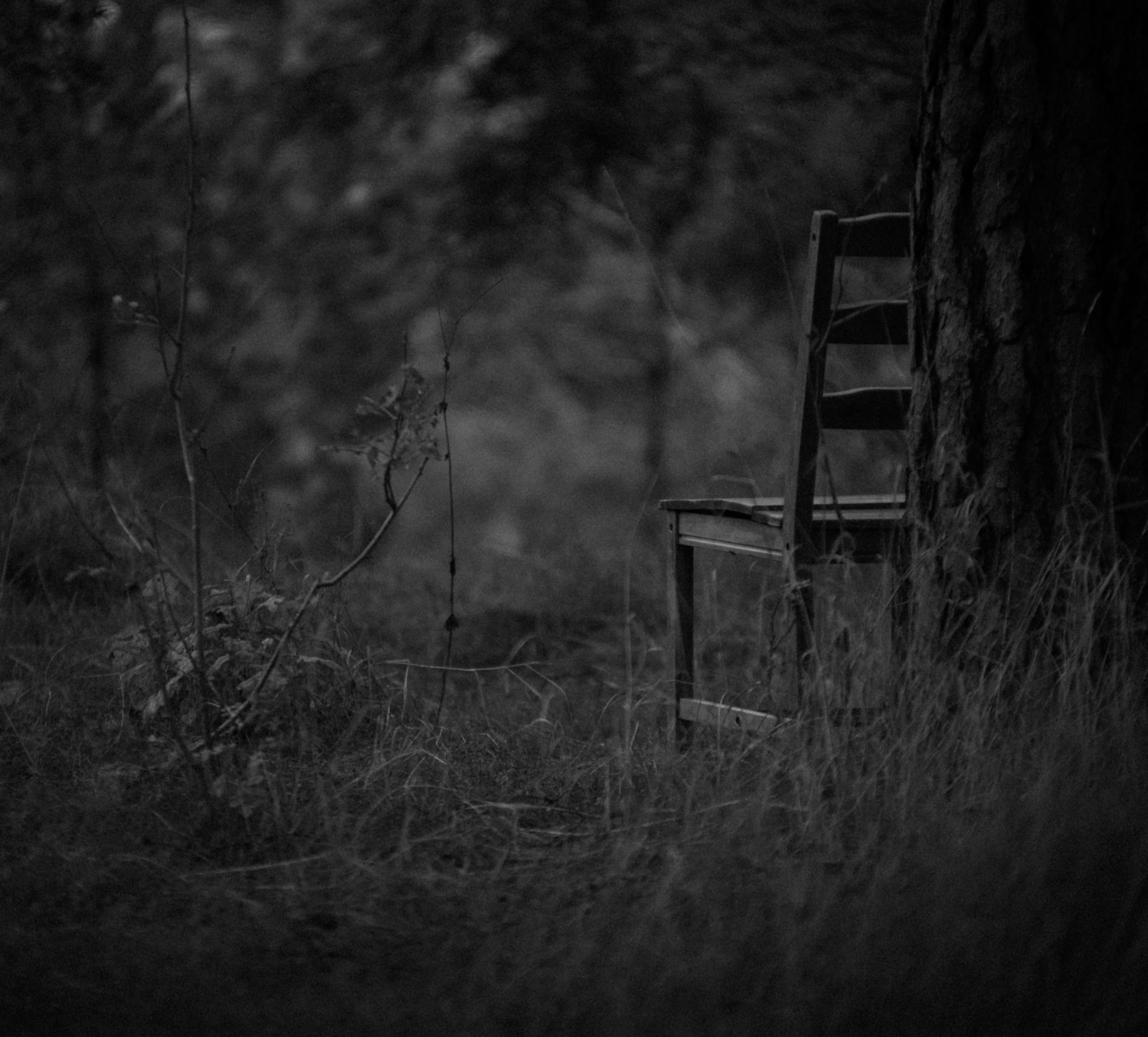gloomy, grass, forest, chair, minimalism, bw, chb images