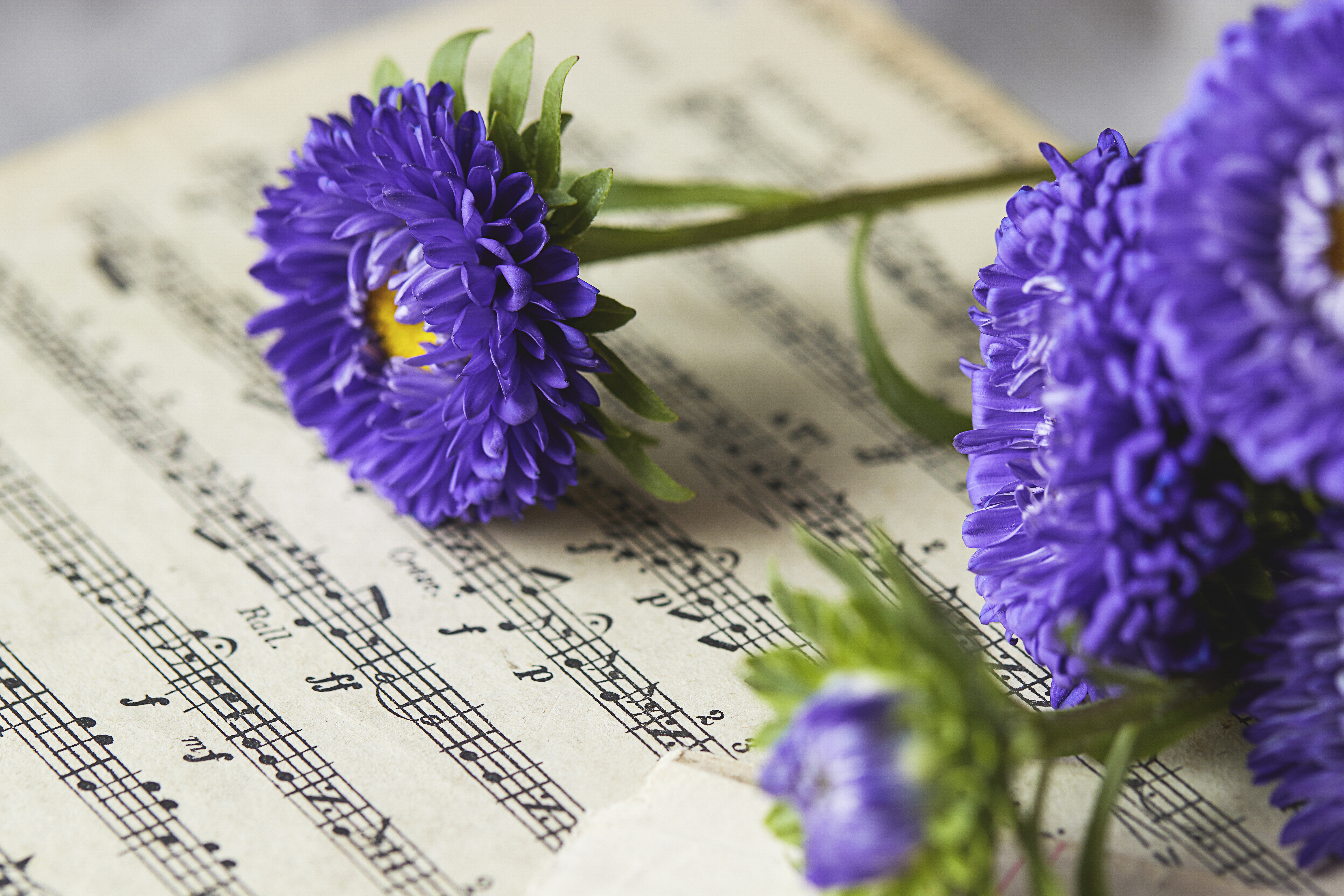 music, flowers, violet, purple, notes, daisies phone wallpaper