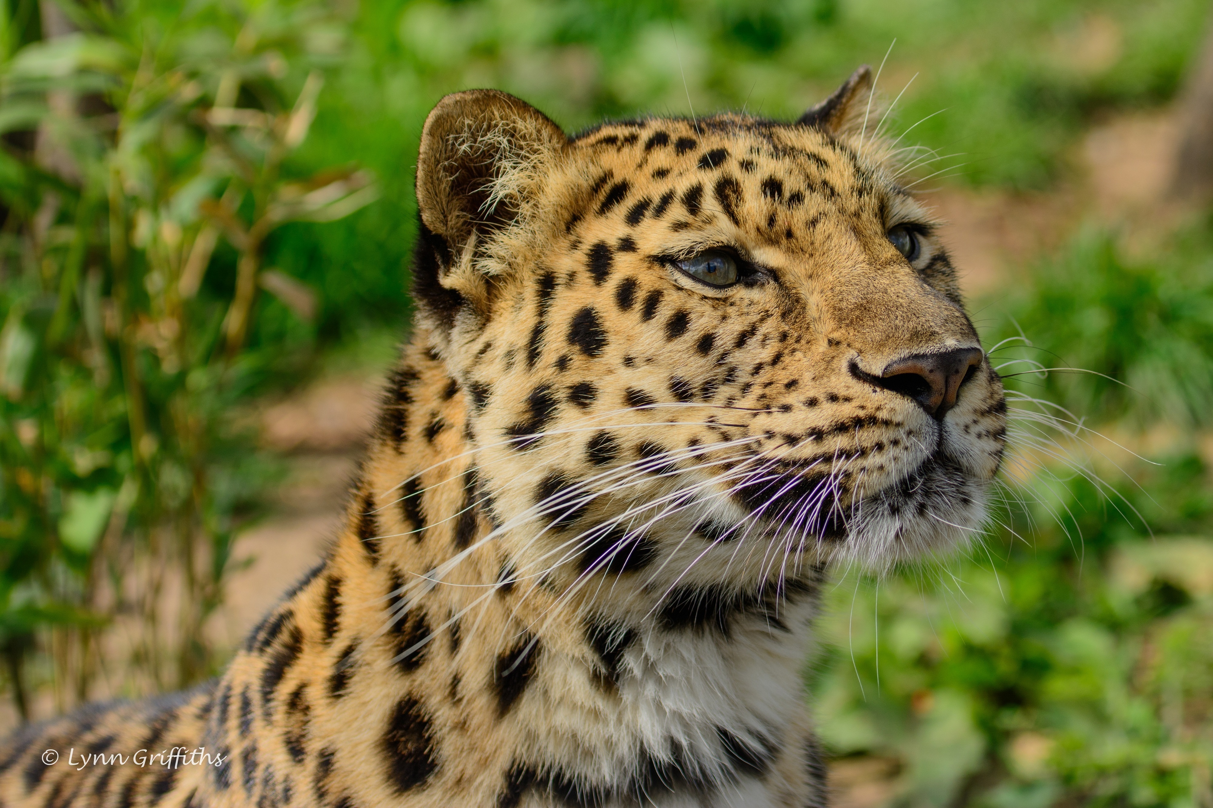 63380 download wallpaper animals, amur leopard, muzzle, predator, wild cat, wildcat screensavers and pictures for free