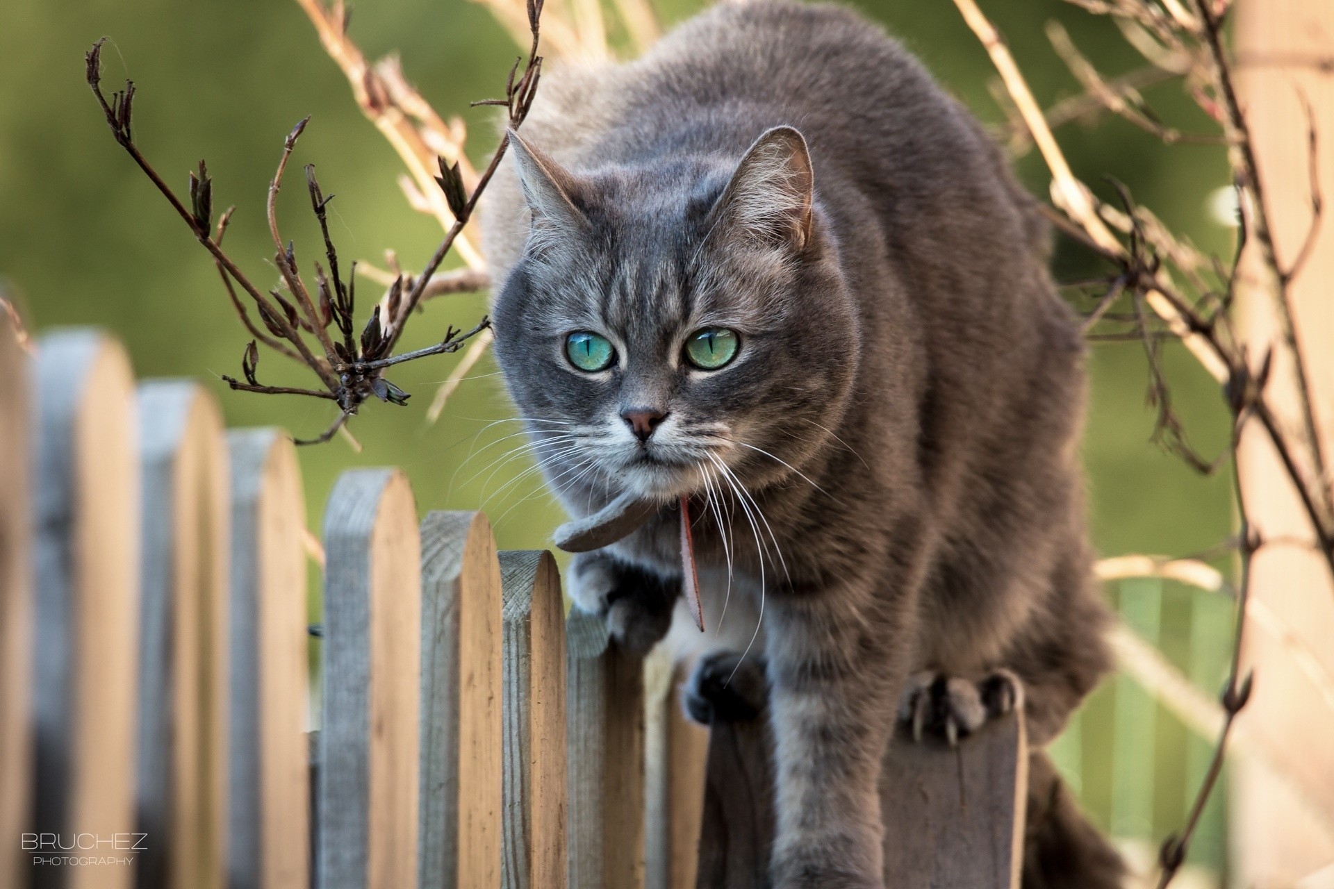 106110 download wallpaper animals, cat, muzzle, branches, fence screensavers and pictures for free