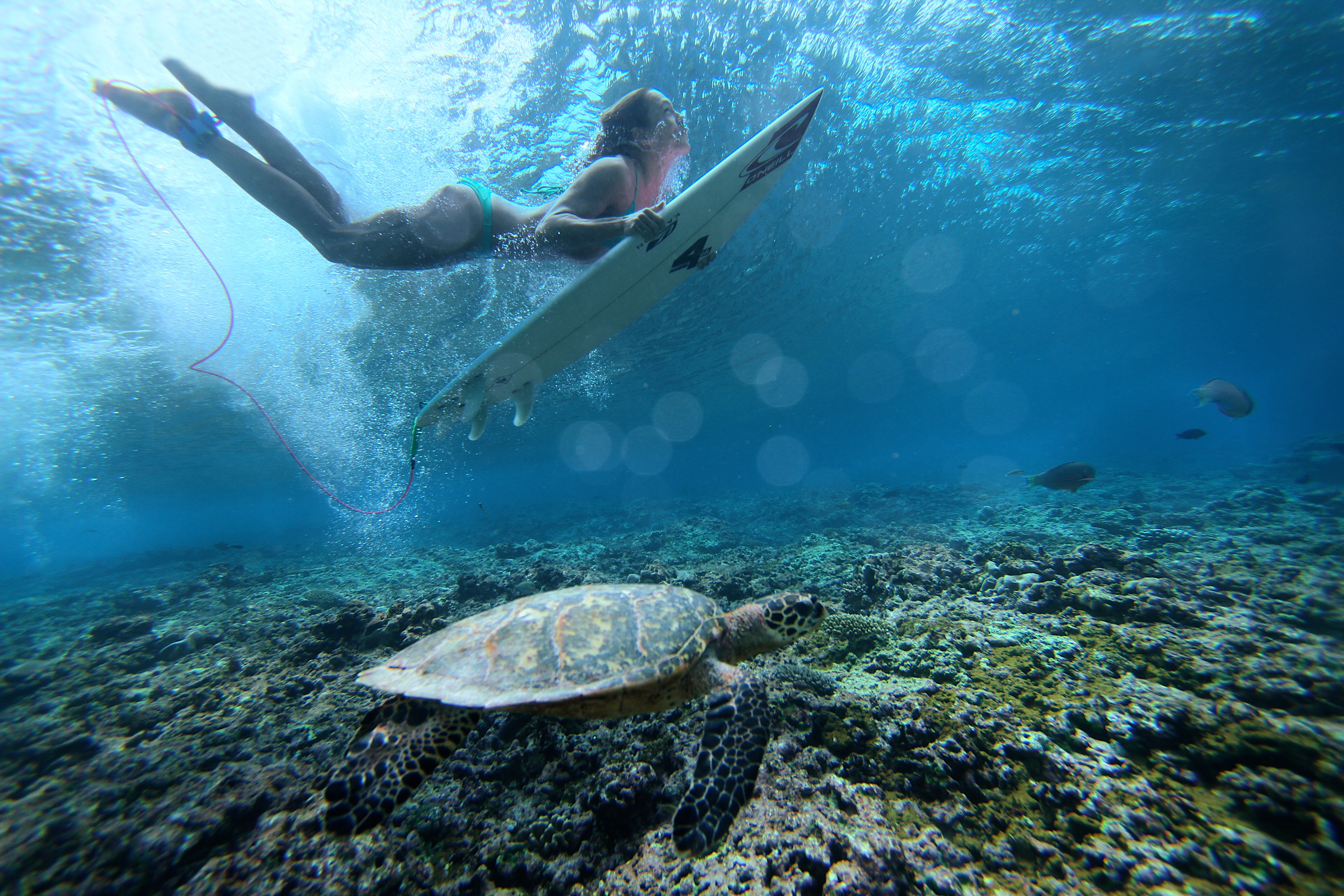 Turtle surfing, underwater, sports Lock Screen