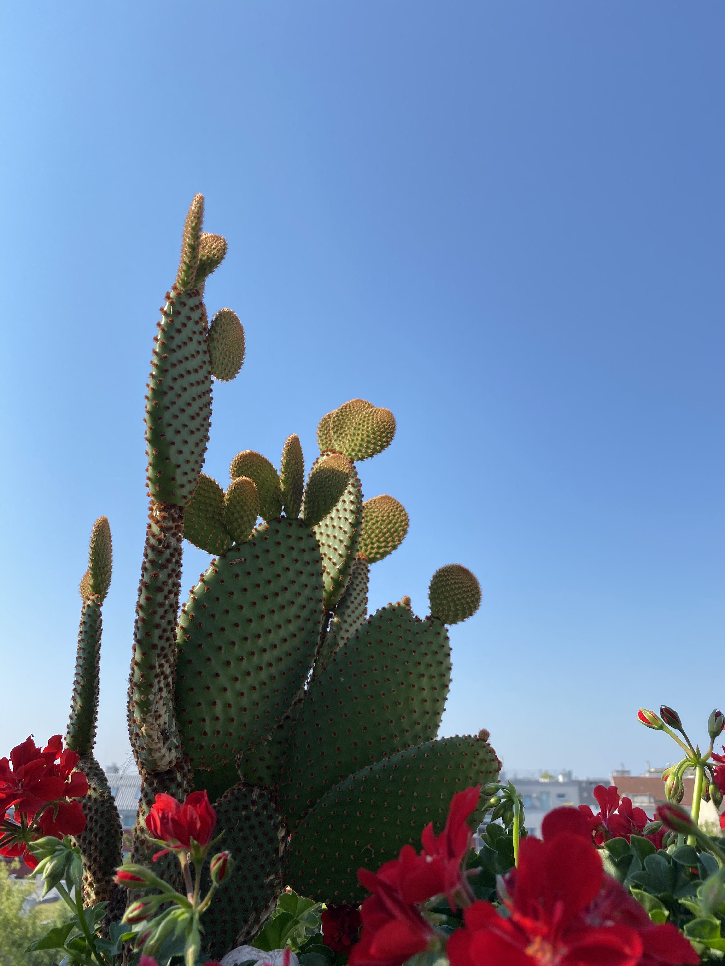 67461 Hintergrundbild herunterladen natur, blumen, pflanze, kaktus, dornen, stacheln - Bildschirmschoner und Bilder kostenlos