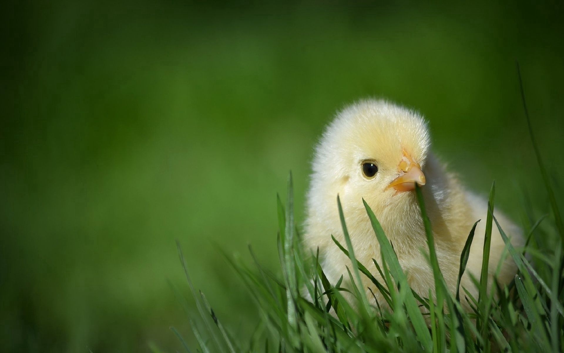 animals, grass, hide, small, chick, chicken, defenseless iphone wallpaper