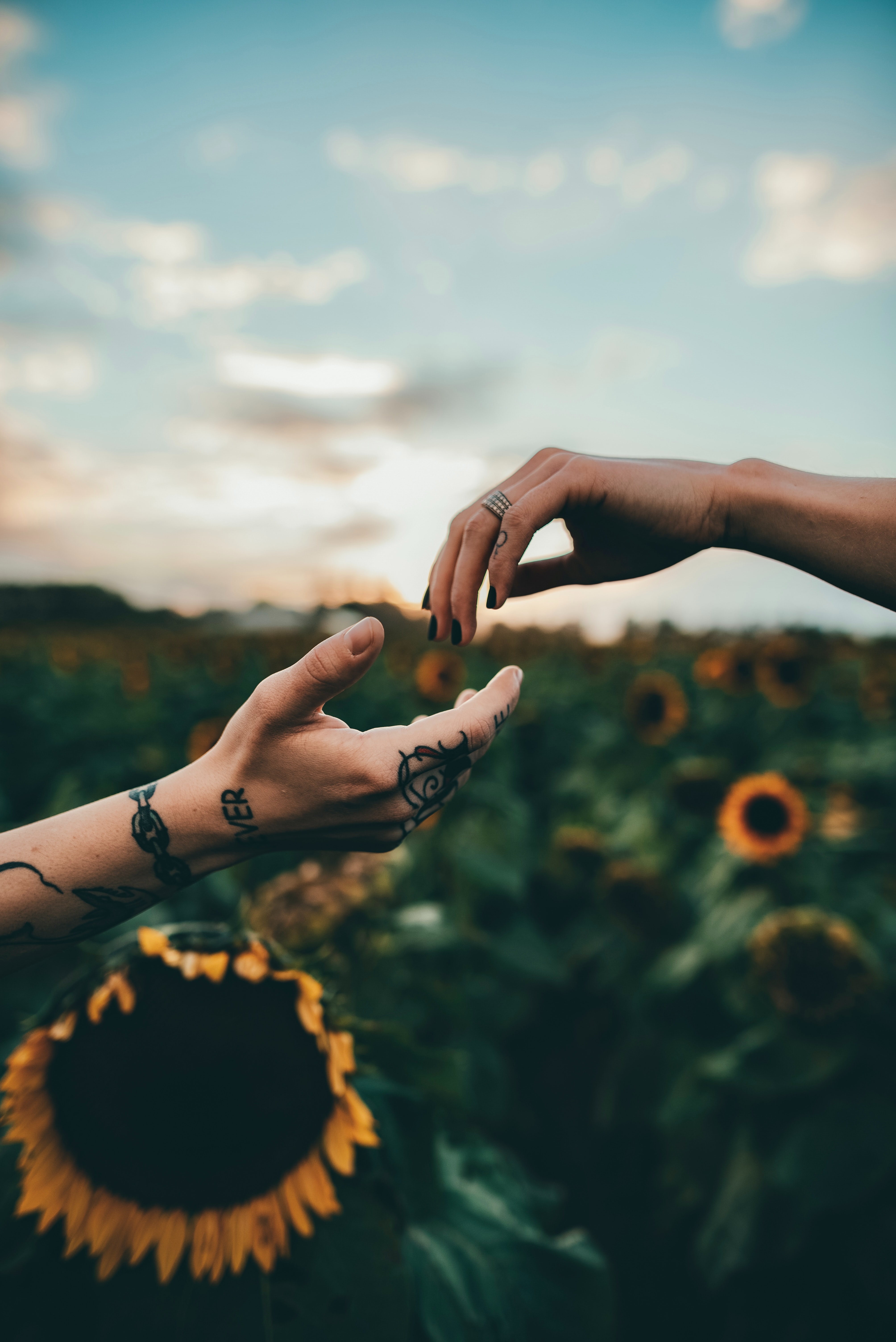 sunflowers, tattoo, tattoos, miscellaneous, touch, miscellanea, hands, touching
