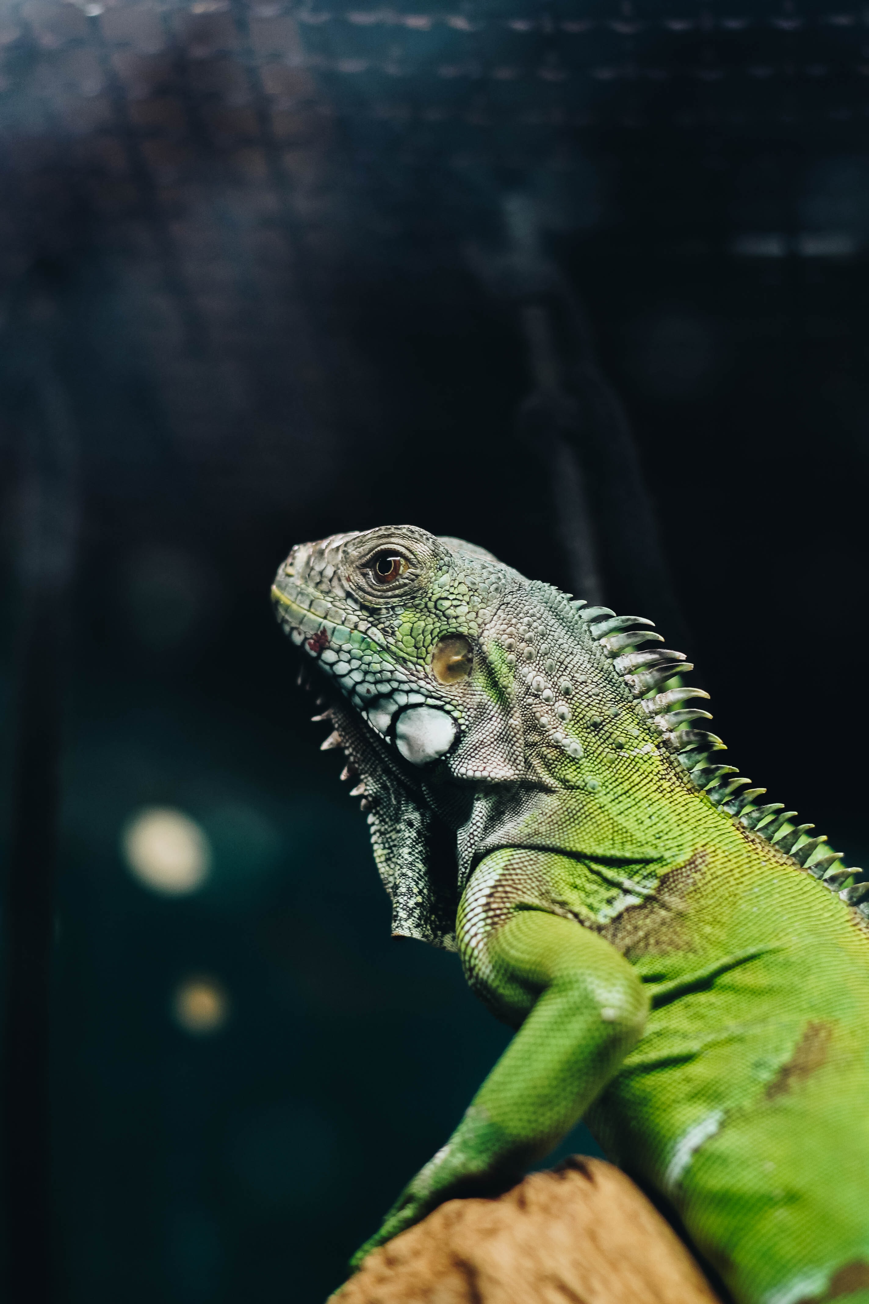 animals, green, iguana, lizard Reptile Tablet Wallpapers