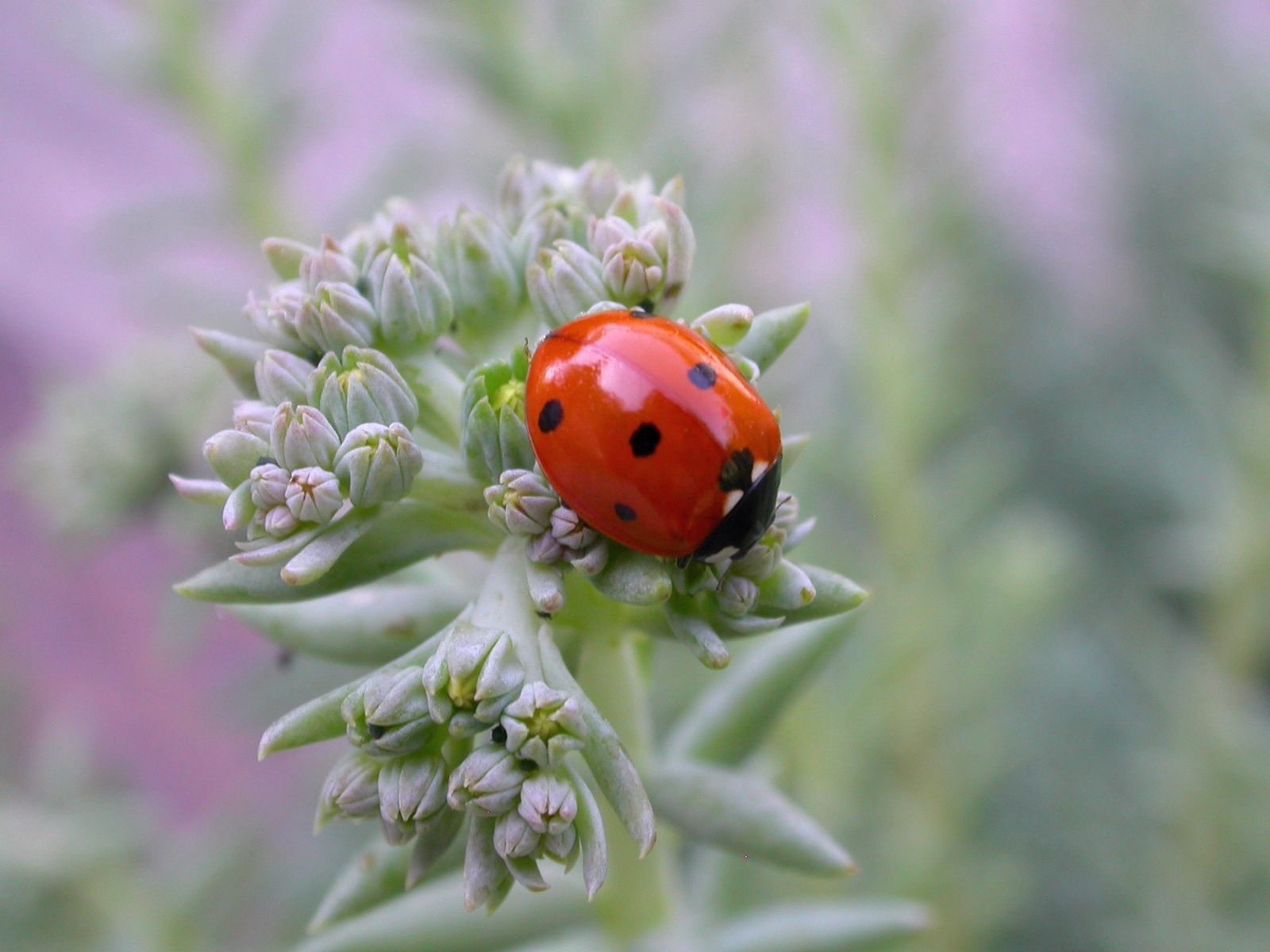 4k Ladybug Photos