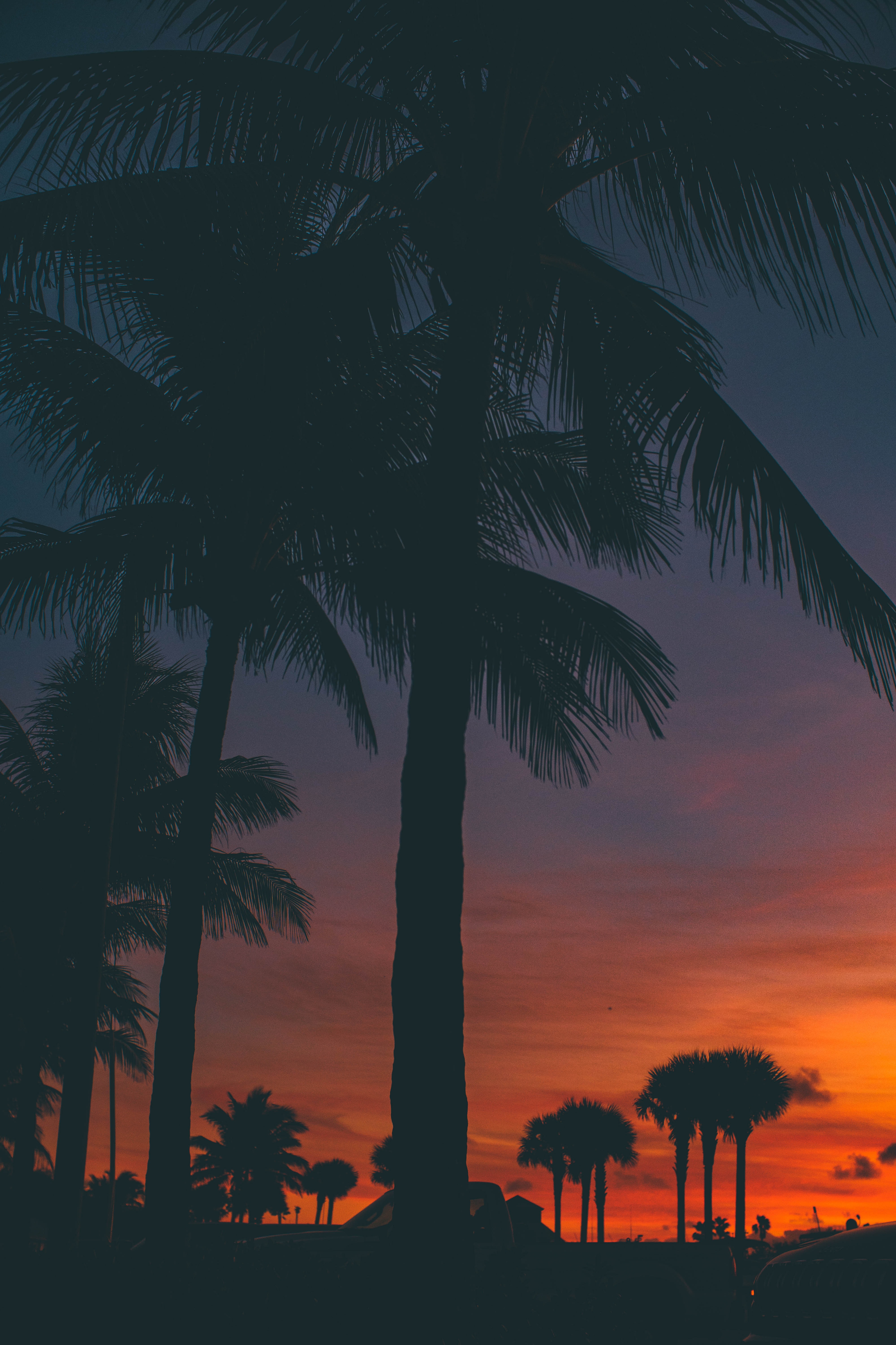 palms, dark, sunset HD Mobile