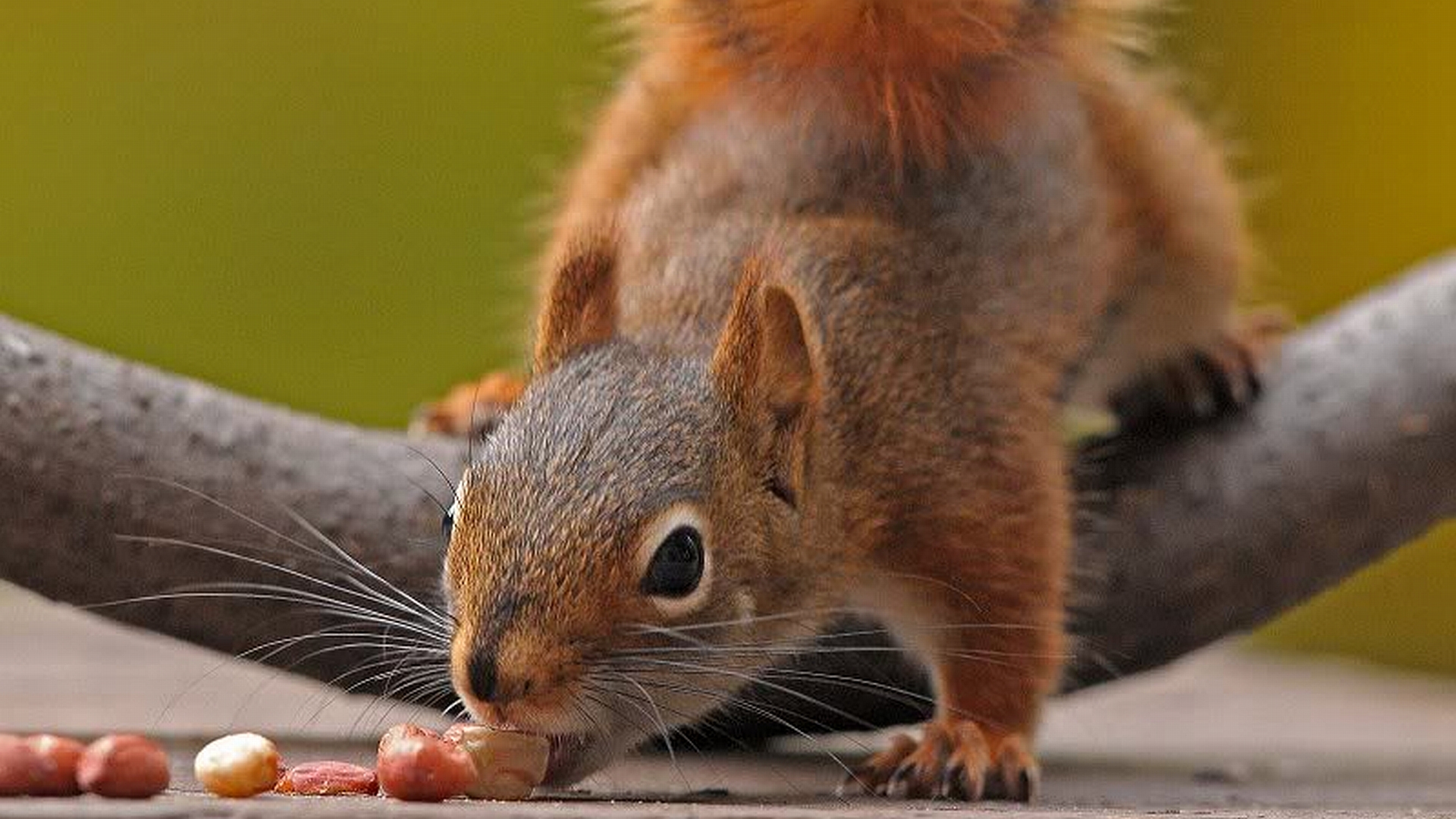  Squirrel HD Android Wallpapers
