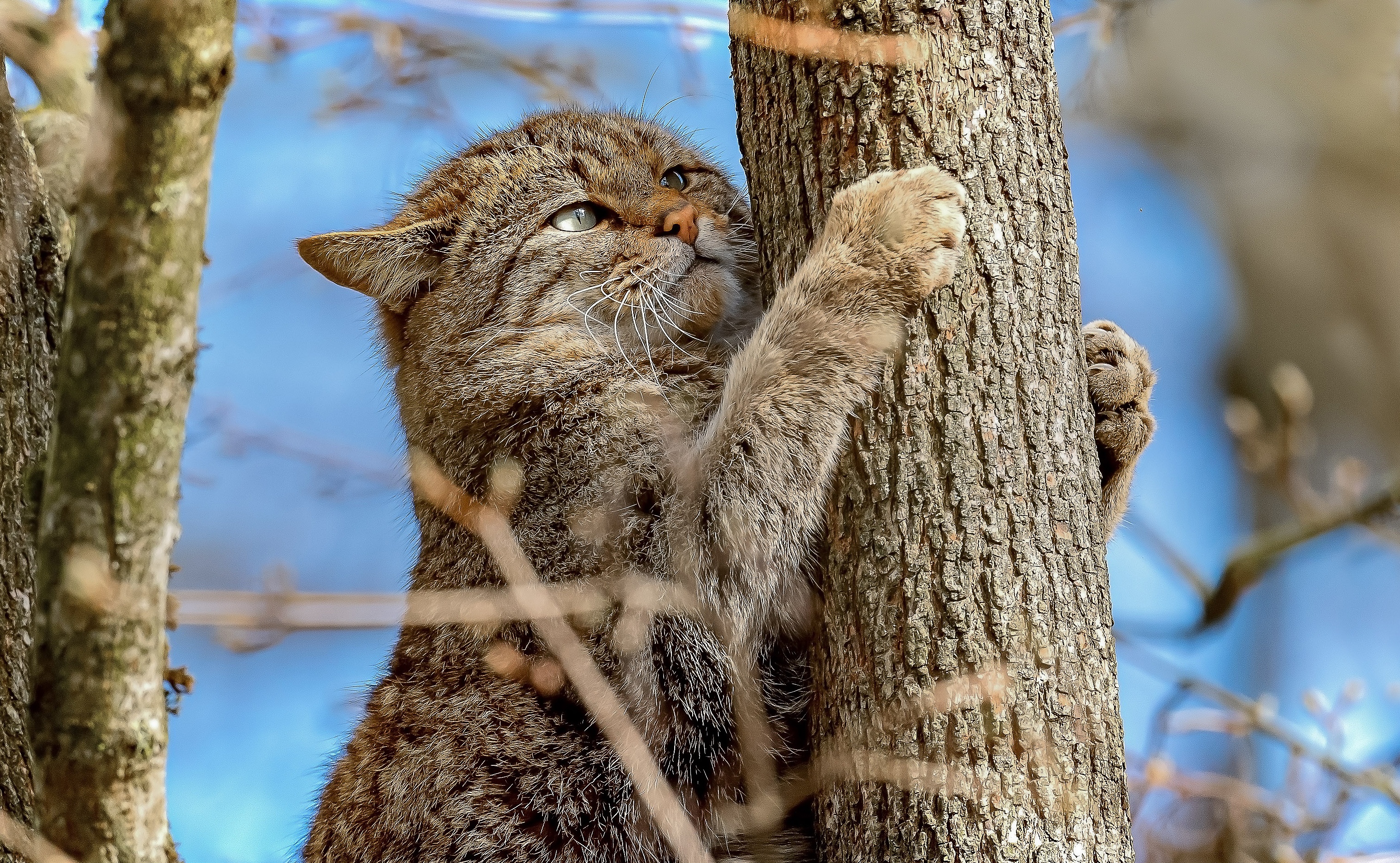 Котики весной картинки на рабочий стол