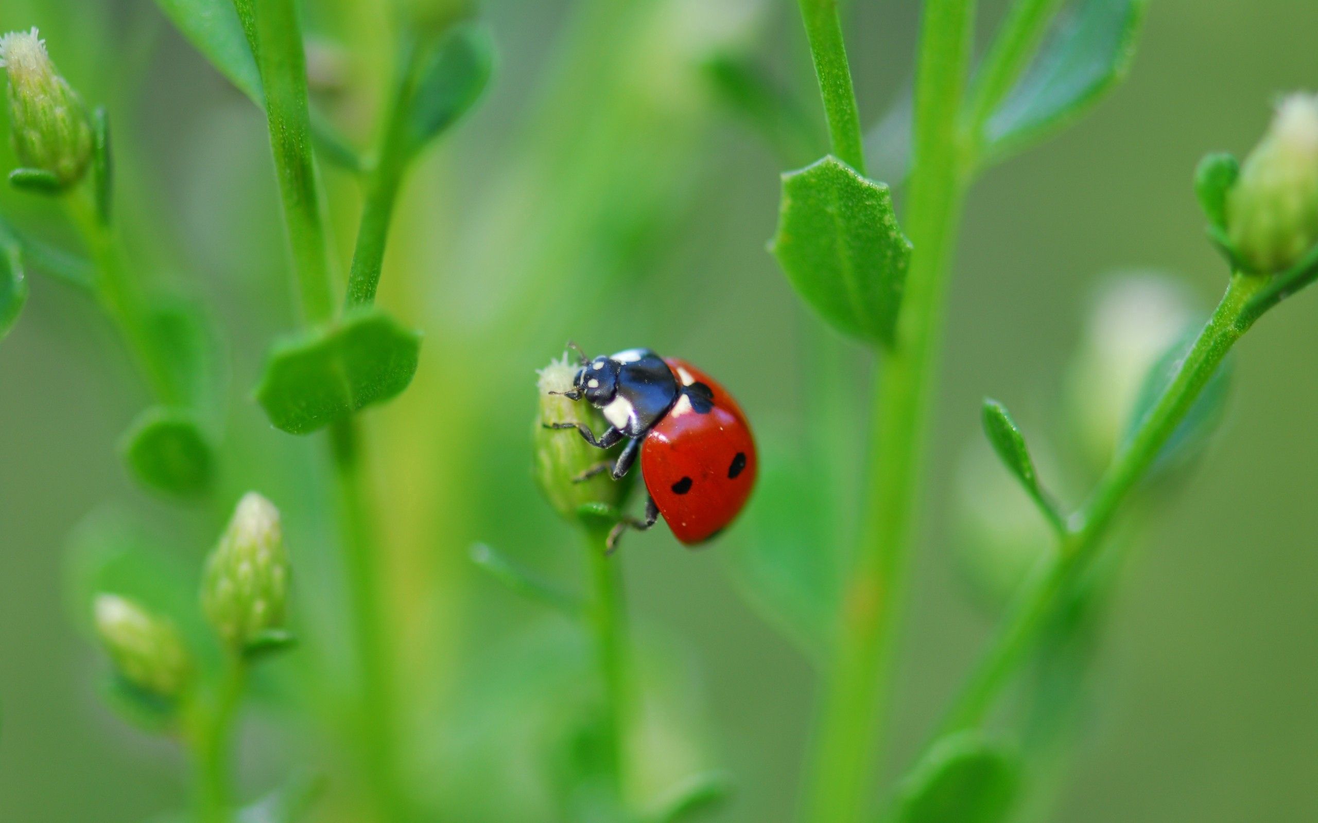 Laden Sie das Grass, Blätter, Marienkäfer, Pflanze, Makro, Insekt, Steigen, Klettern, Ladybird-Bild kostenlos auf Ihren PC-Desktop herunter