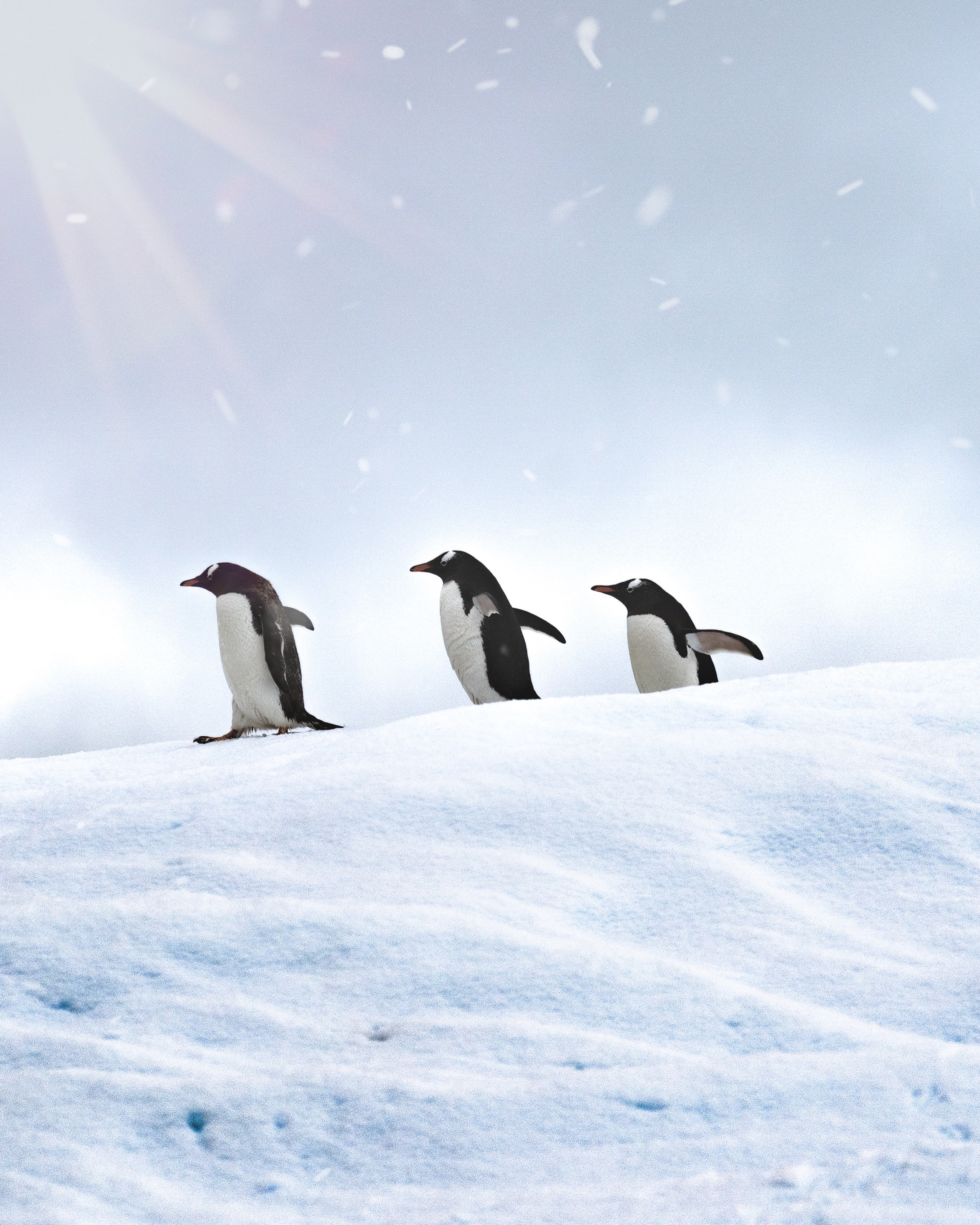 110519 Bildschirmschoner und Hintergrundbilder Pinguins auf Ihrem Telefon. Laden Sie vögel, bummel, spaziergang, schnee Bilder kostenlos herunter