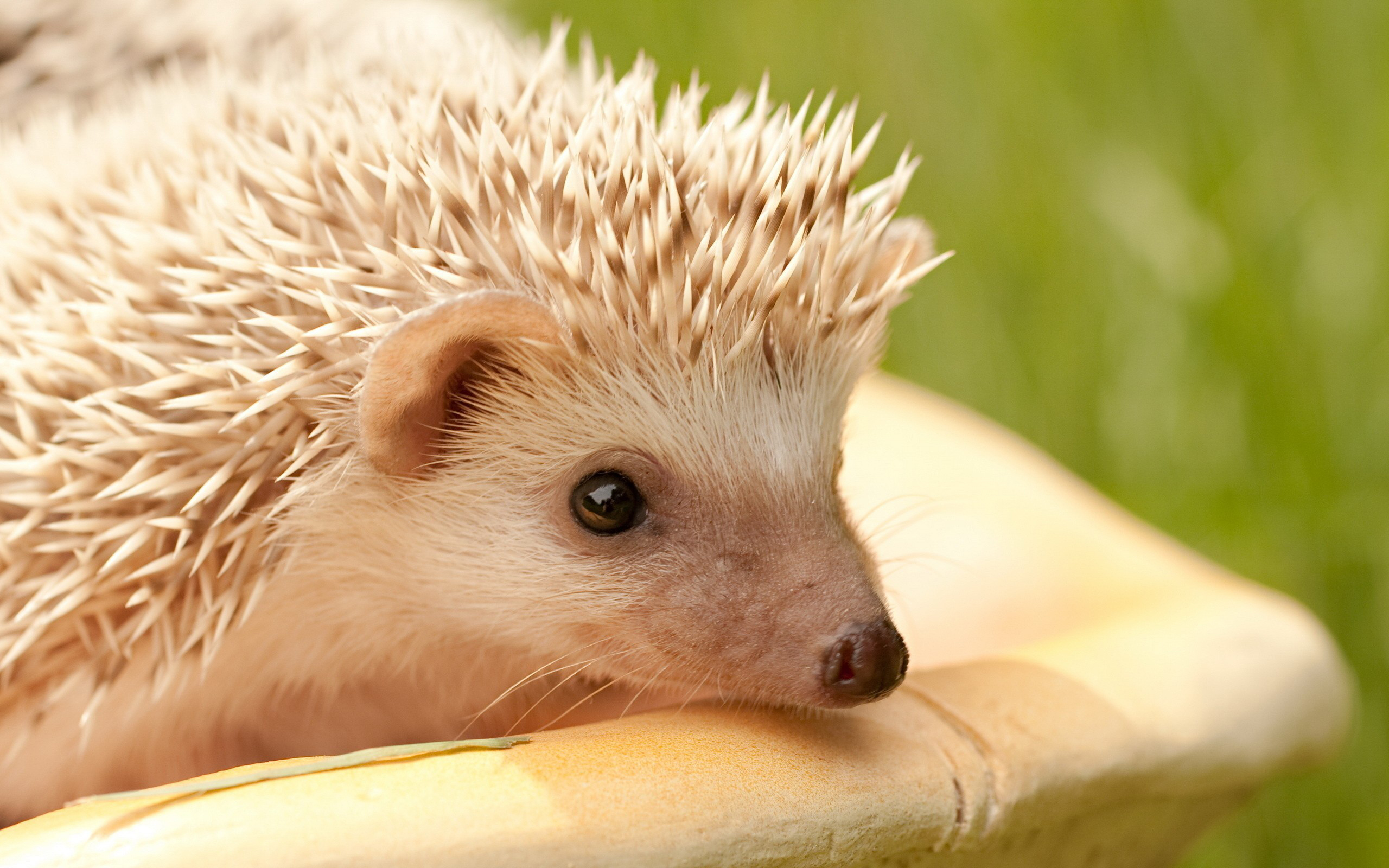 42965 download wallpaper animals, hedgehogs, orange screensavers and pictures for free