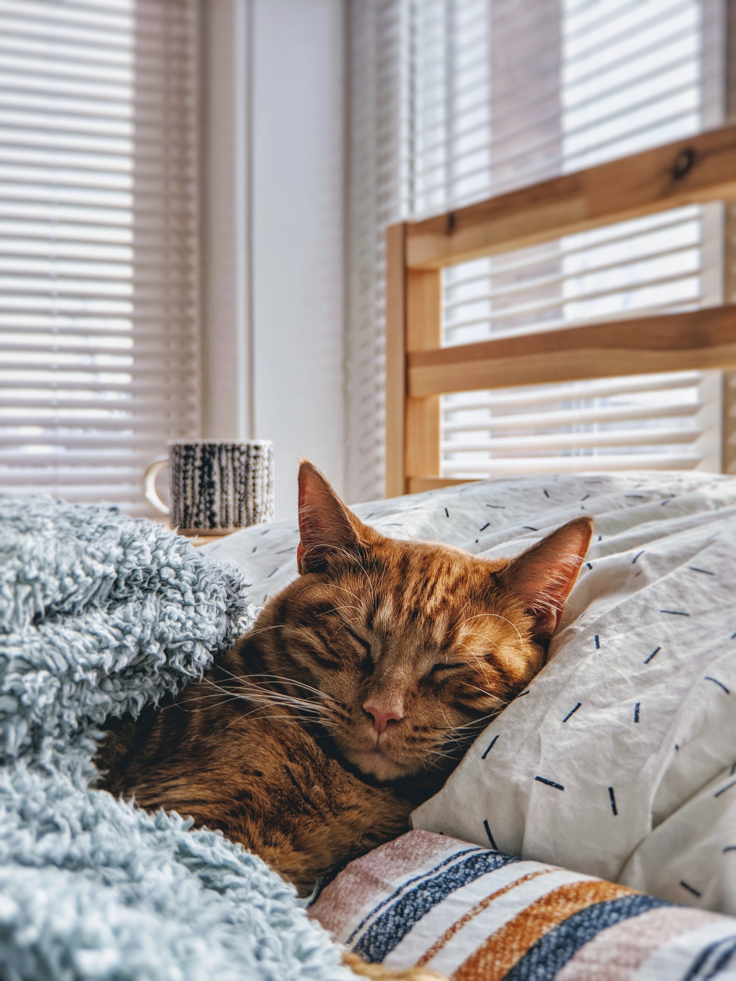 Mobile HD Wallpaper Cat animals, dream, bed, sleep