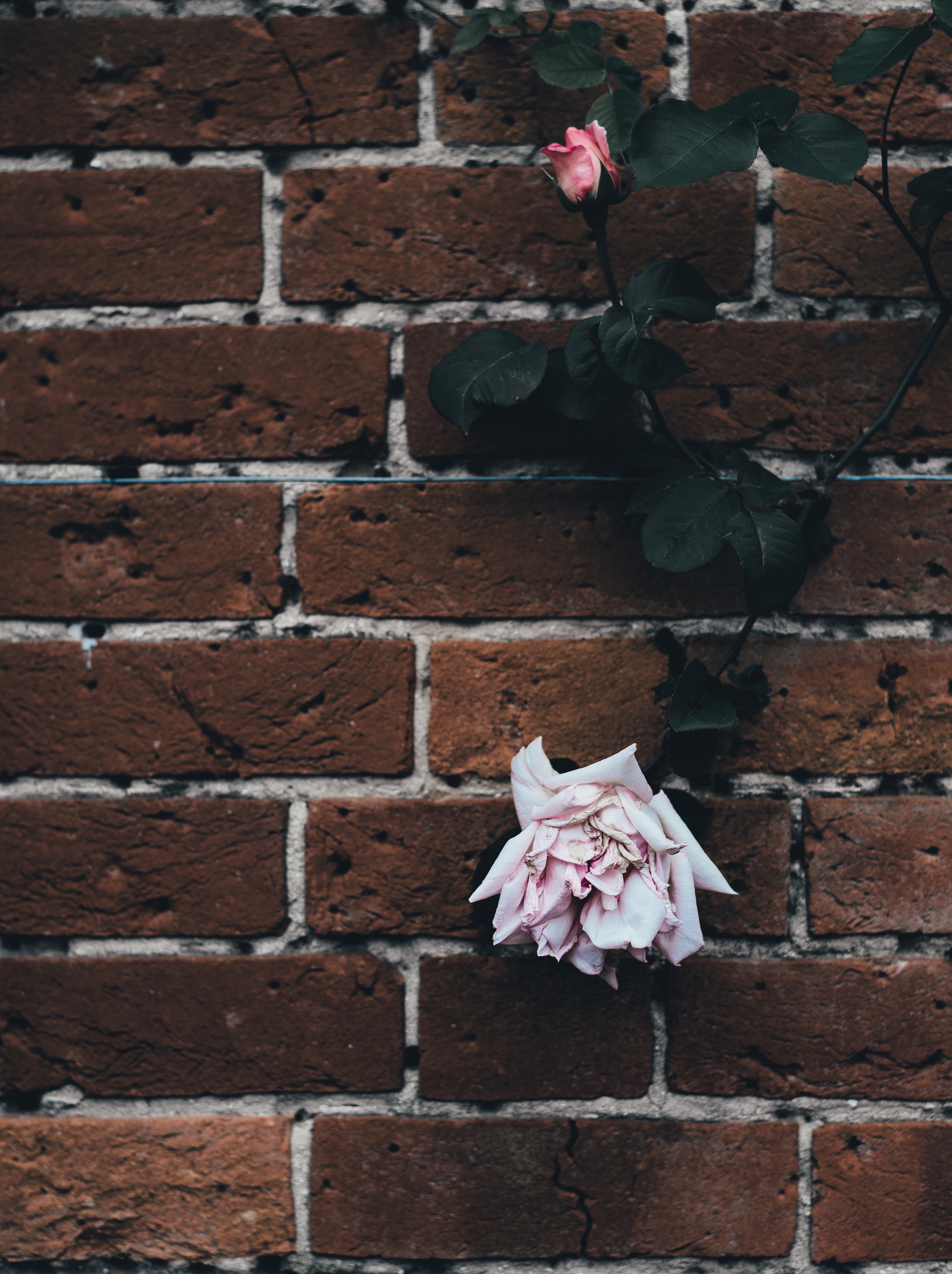 iPhone Wallpapers rose, dry, rose flower, flowers Brick Wall
