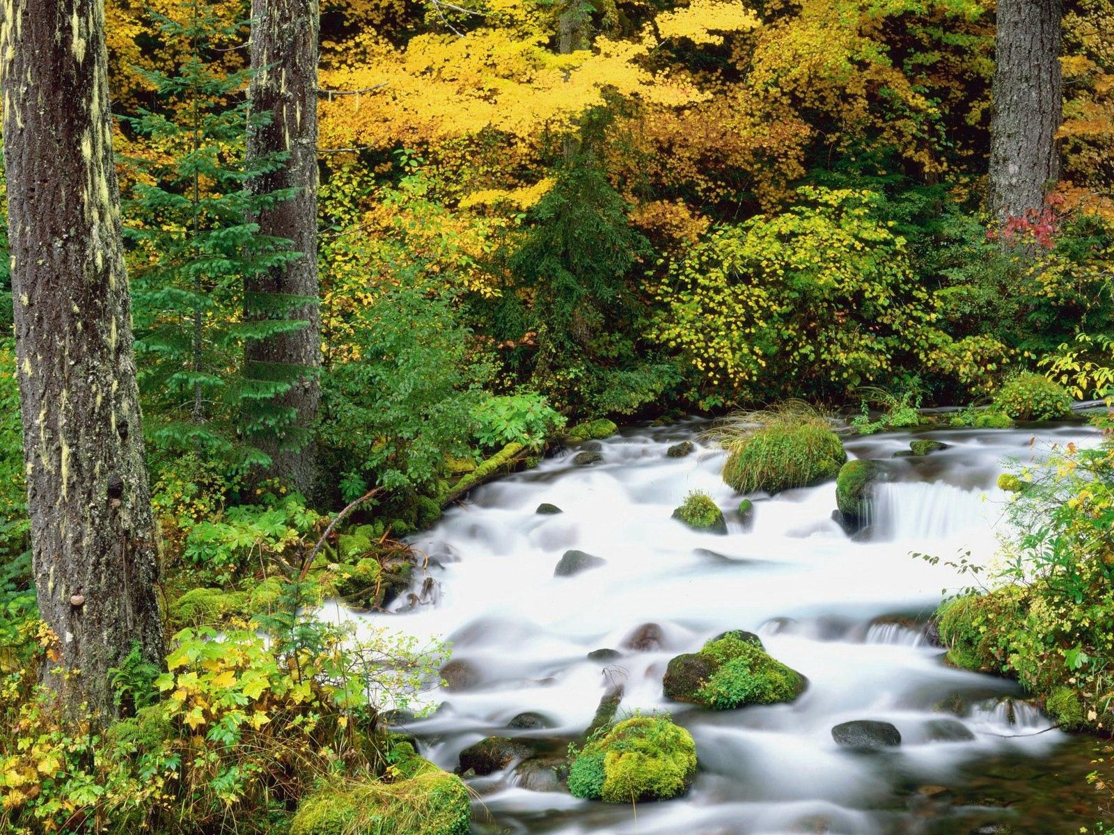 rivers, autumn, nature, trees, stones, forest, oregon, willamette national forest