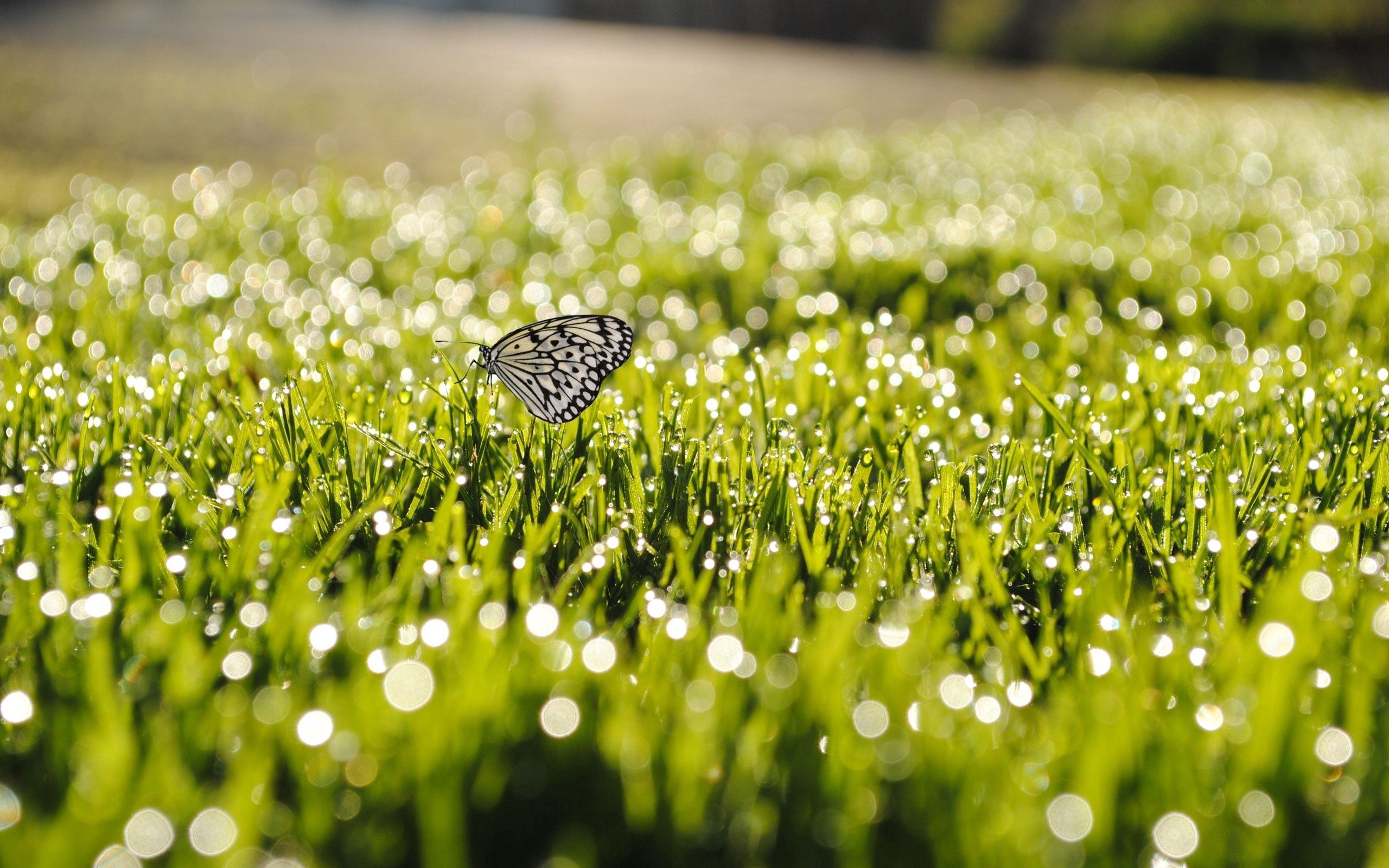 macro, grass, insect, butterfly, sunlight, dew Smartphone Background