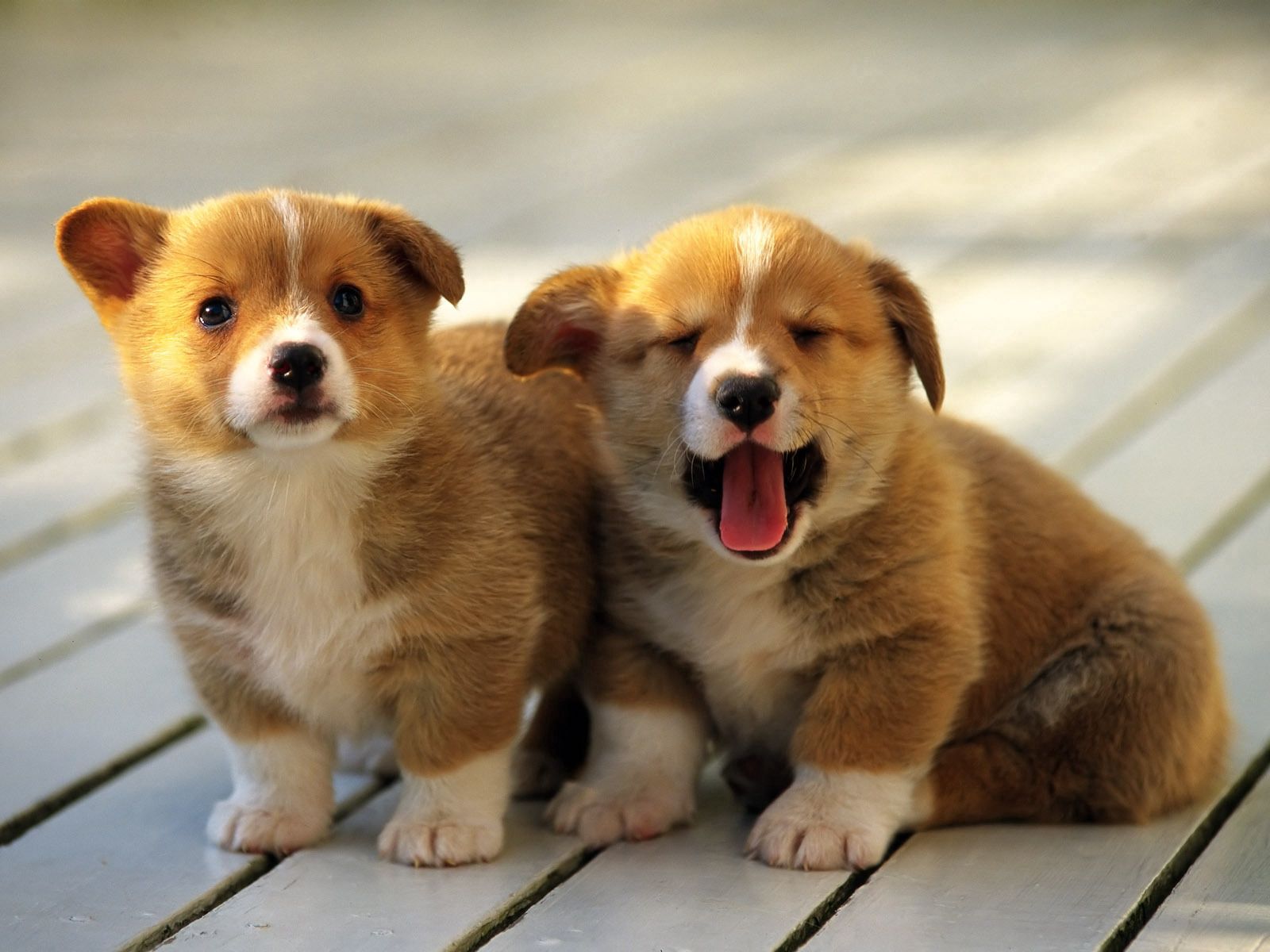 59115 Screensavers and Wallpapers Puppies for phone. Download animals, couple, pair, spotted, spotty, to yawn, yawn, puppies, wooden floor pictures for free