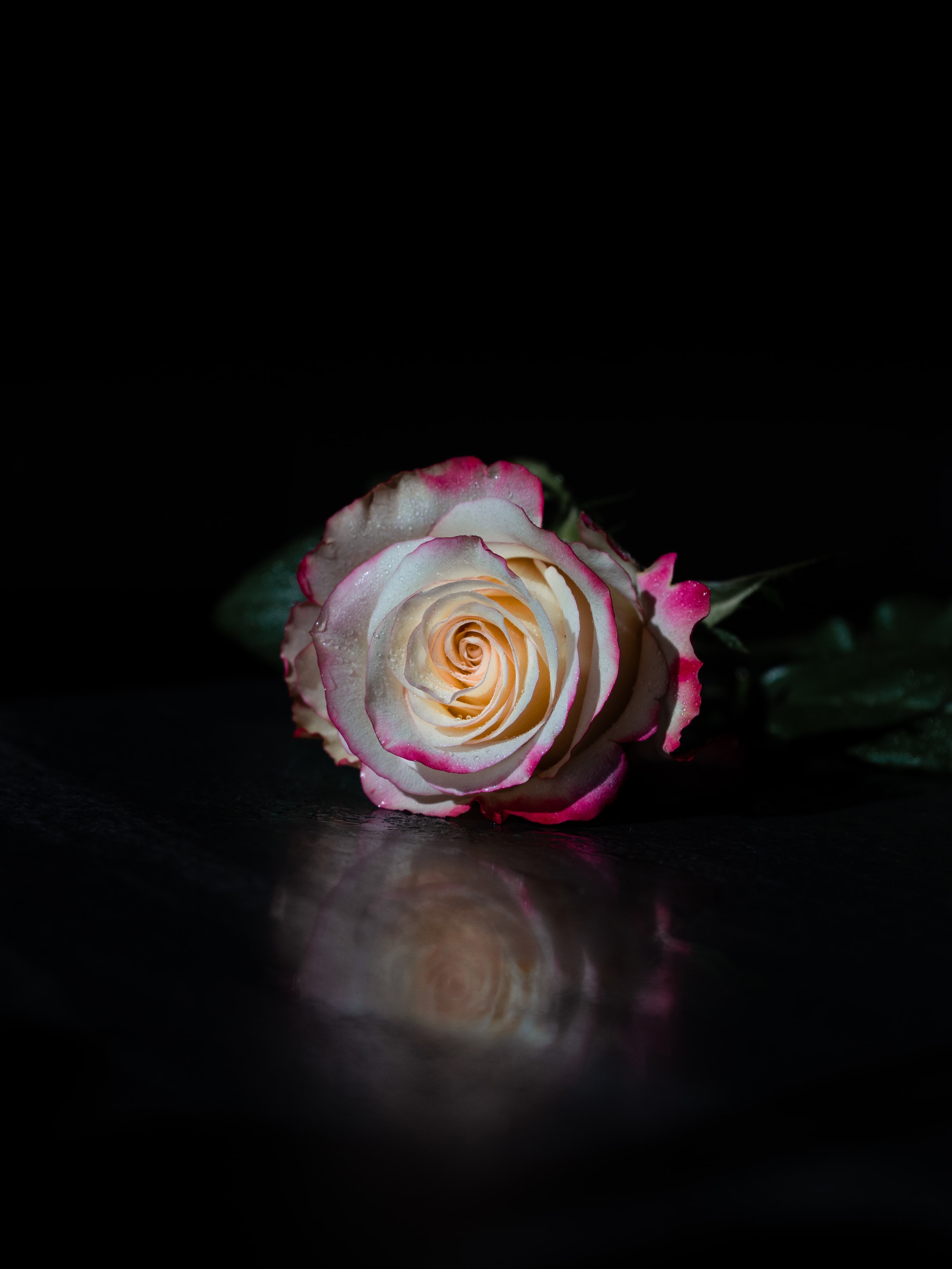 flower, rose flower, black, flowers, reflection, rose, petals
