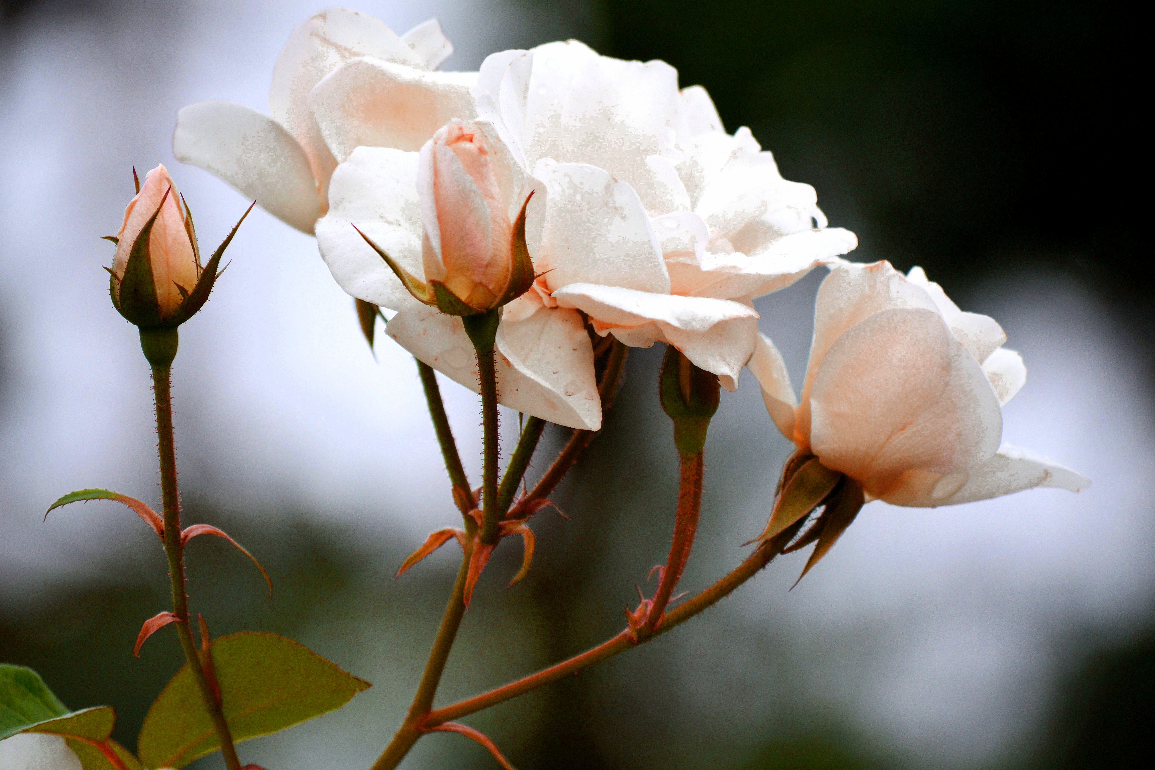 Laden Sie das Blumen, Roses, Ast, Zweig, Knospen-Bild kostenlos auf Ihren PC-Desktop herunter