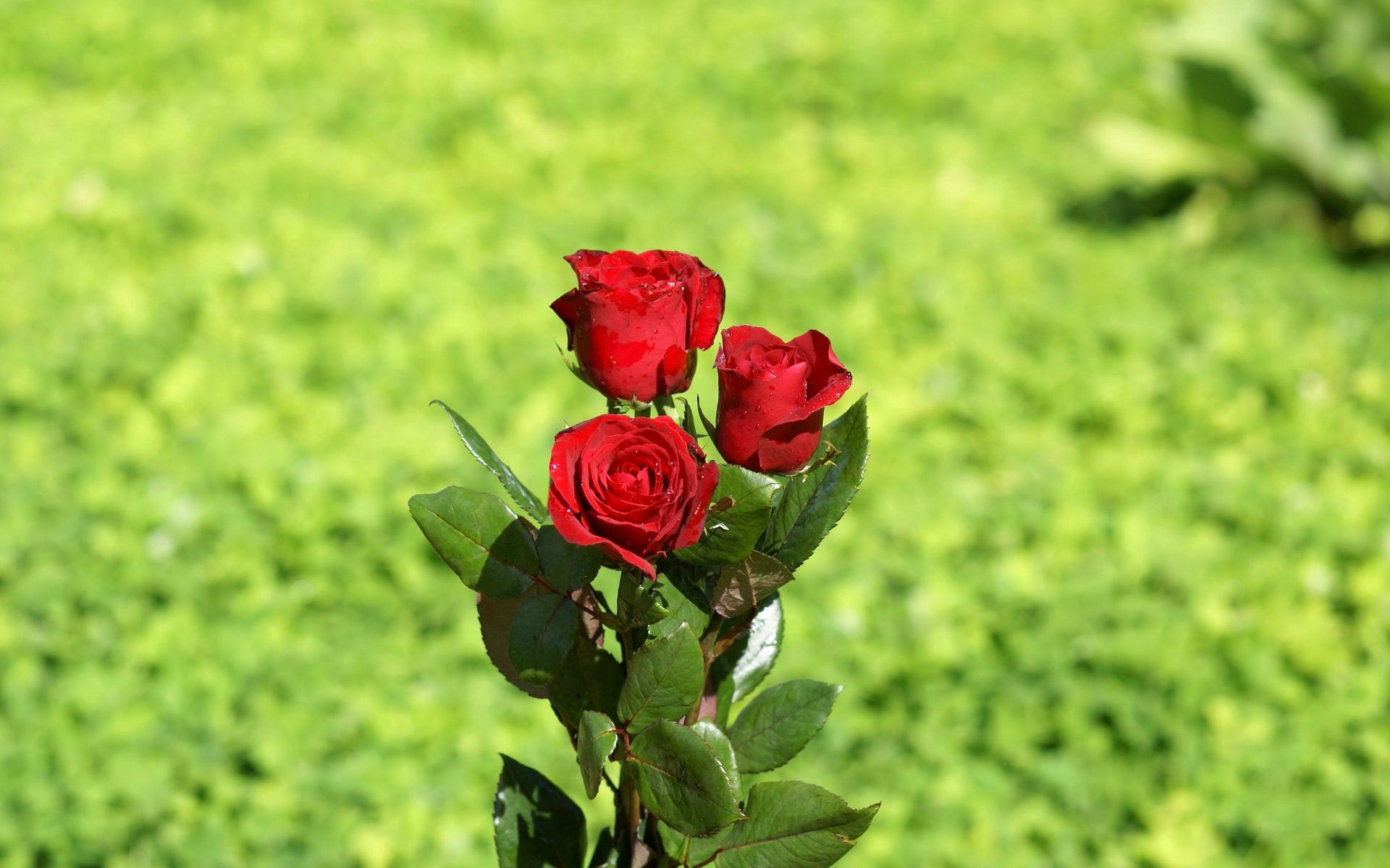Laden Sie das Blumen, Roses, Drops, Grünen, Grüne, Strauß, Bouquet-Bild kostenlos auf Ihren PC-Desktop herunter
