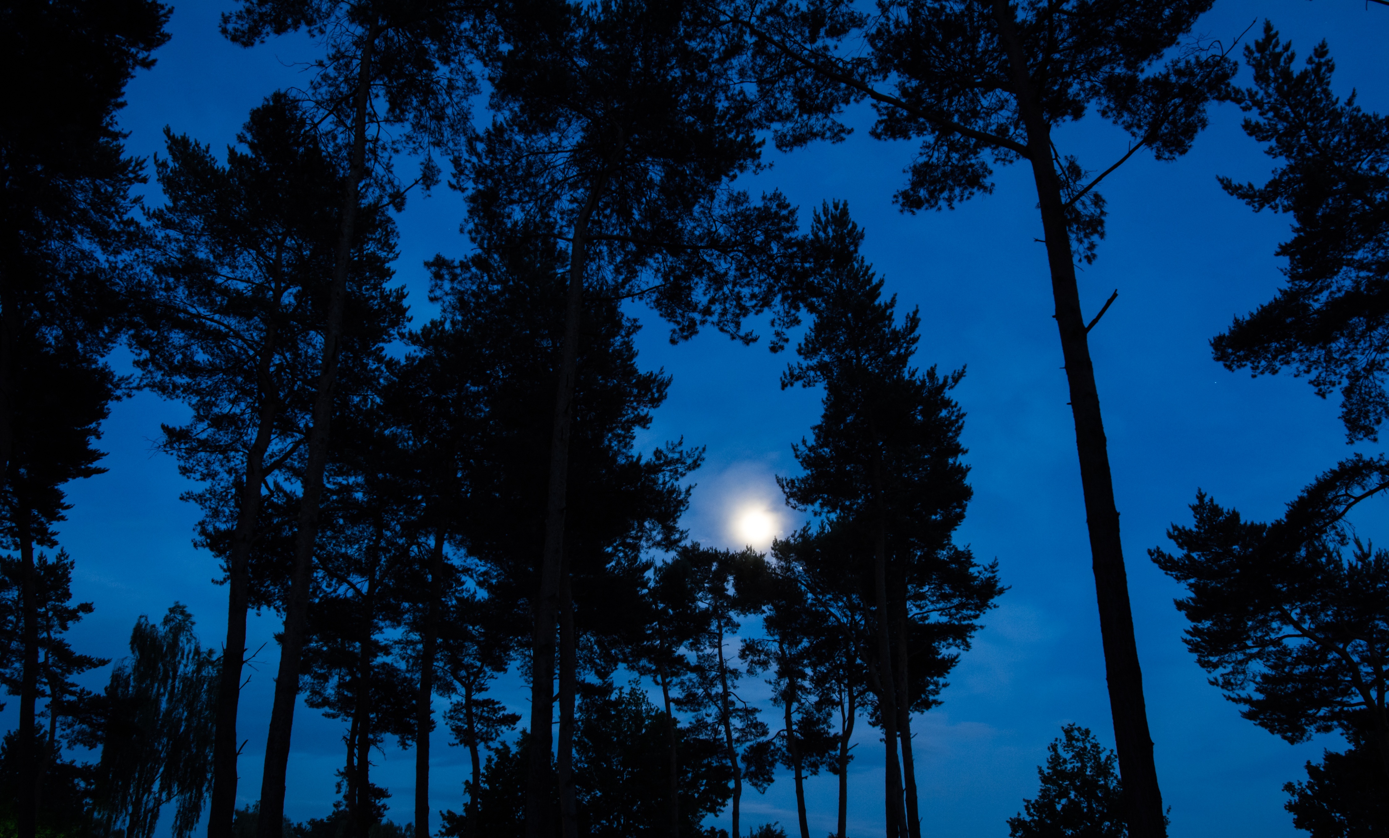 night, moon, nature, trees HD Wallpaper for Phone