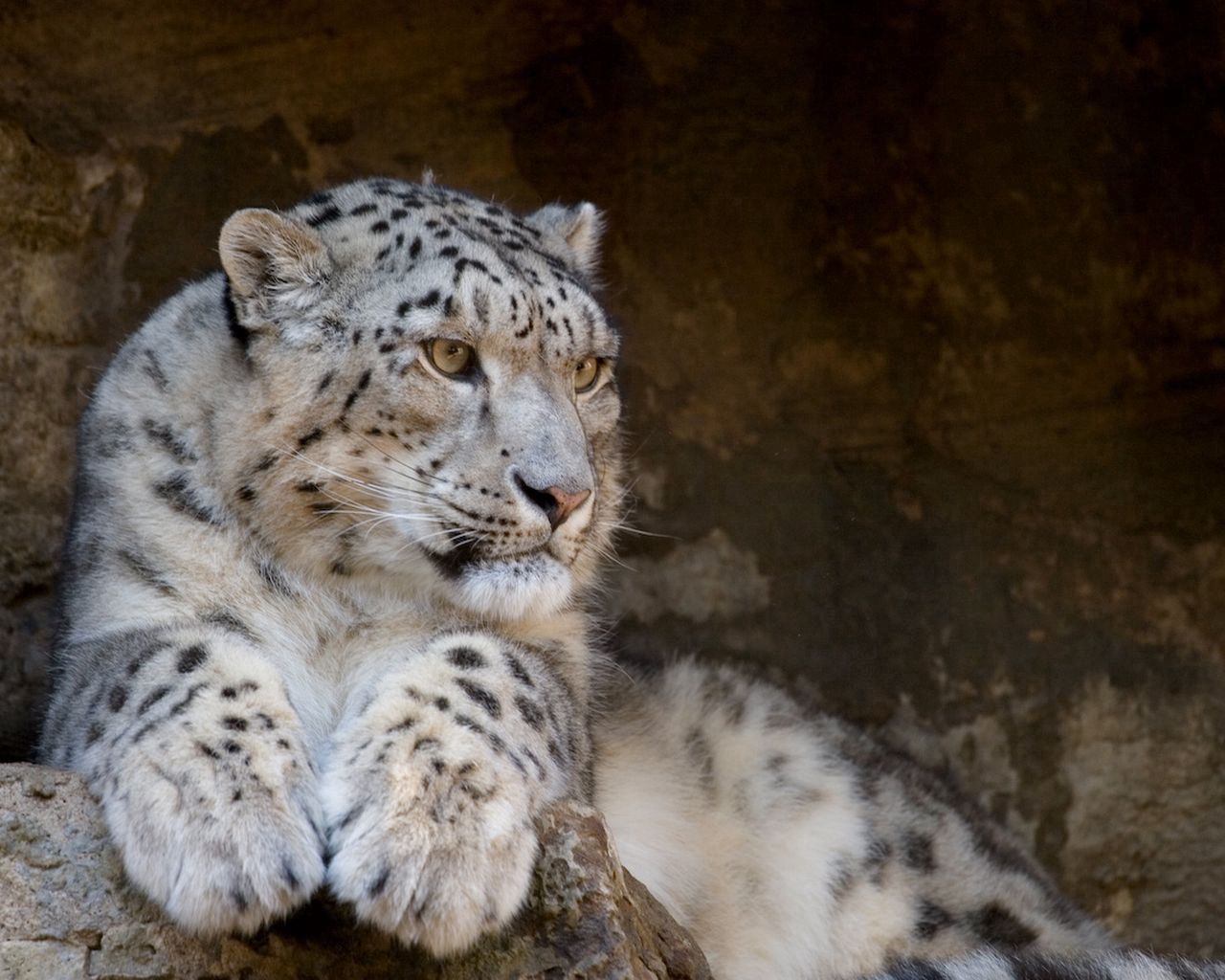 Phone Wallpaper predator, to lie down, snow leopard, big cat