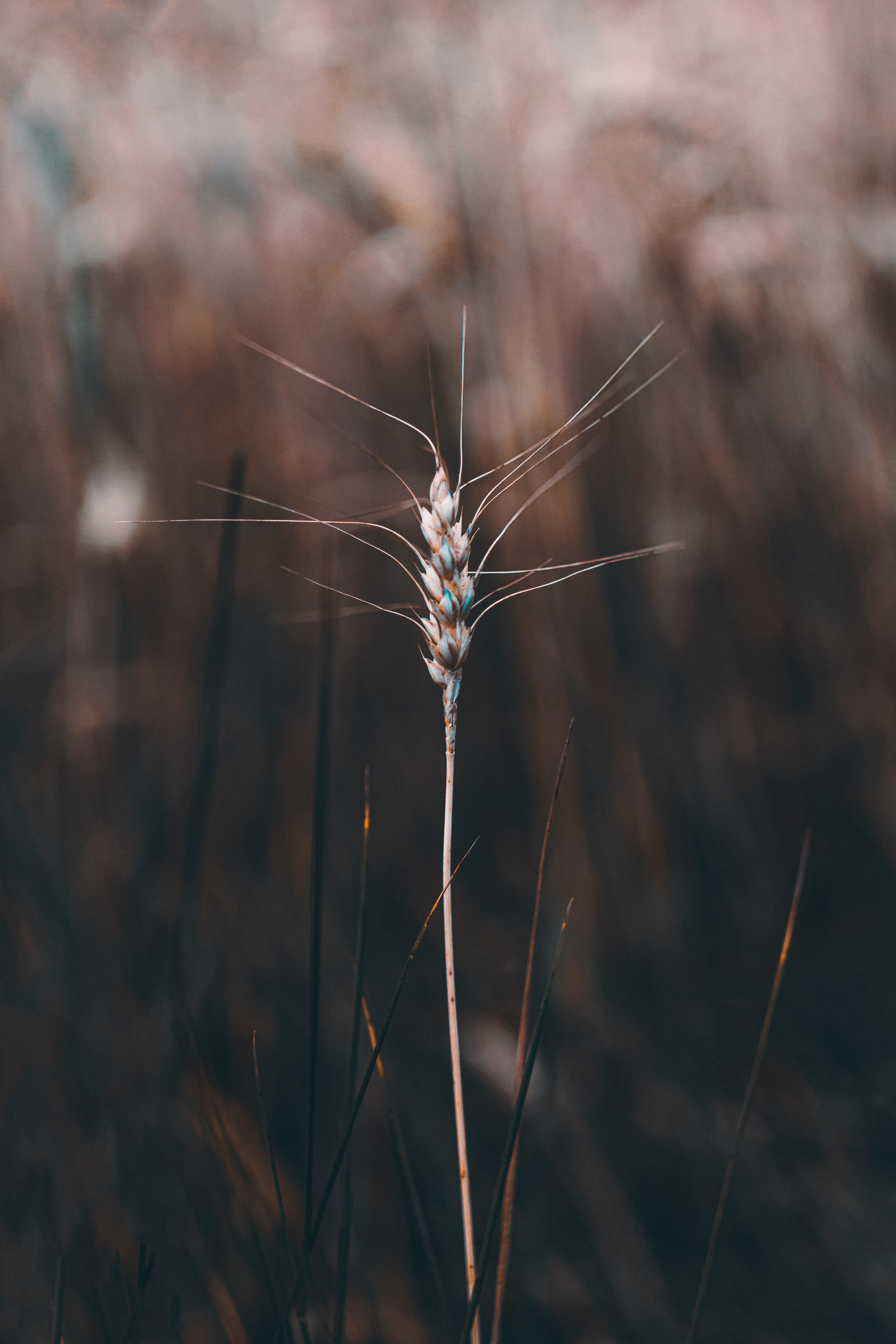 Phone Background spikelet, cereal, stem, plant