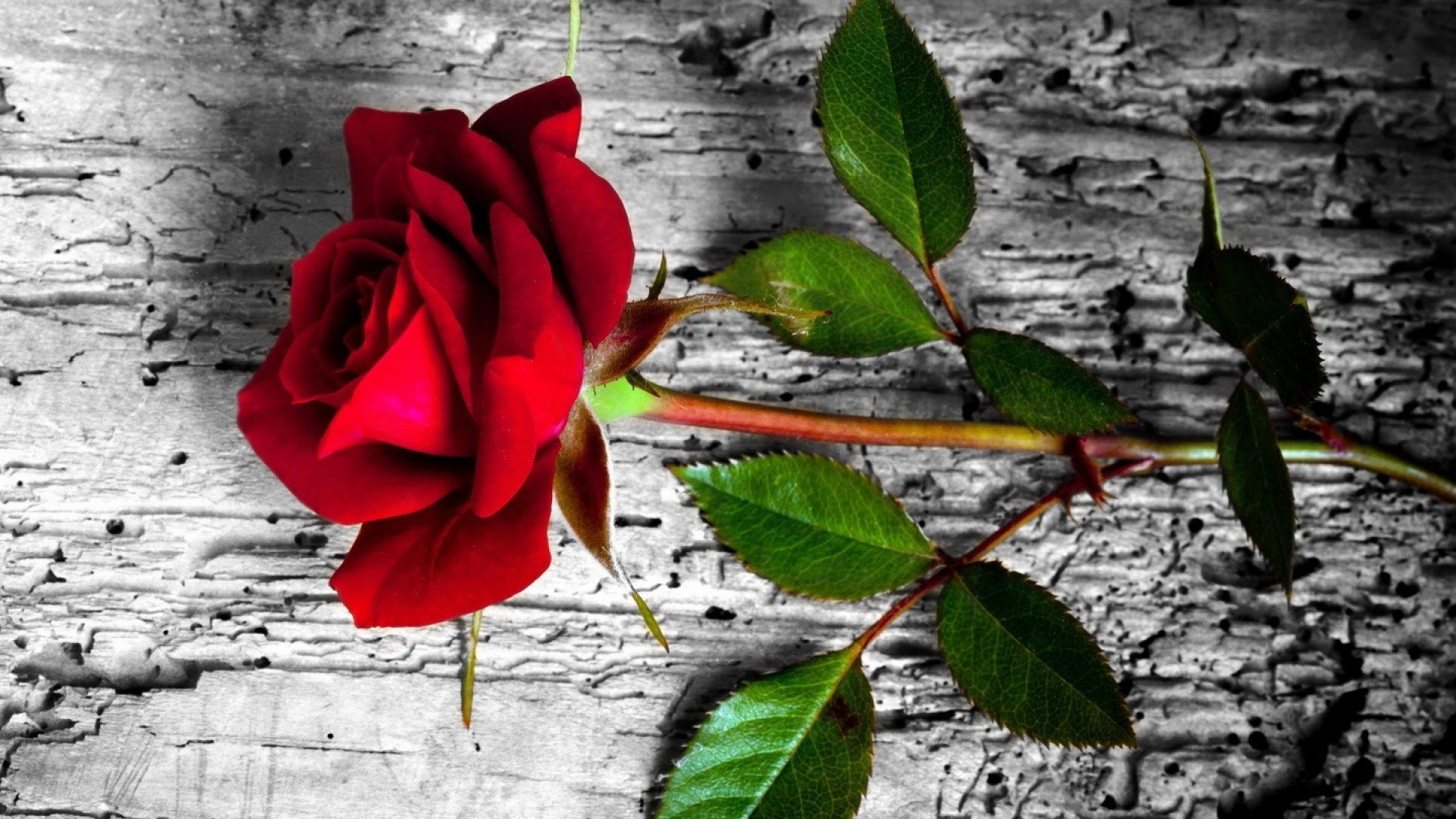 leaf, flowers, earth, red rose Vertical Wallpapers