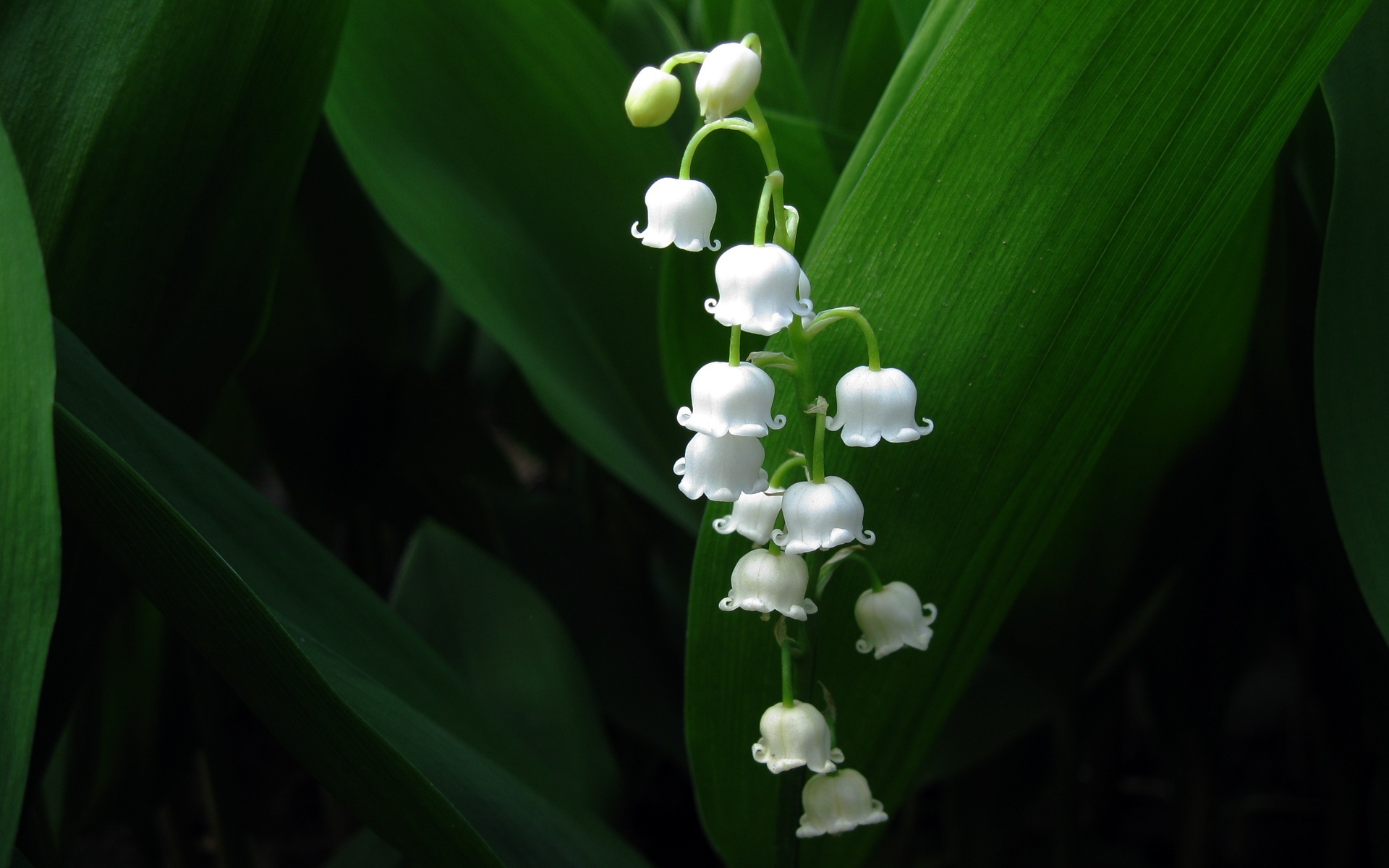 flowers, plants, lily of the valley, black UHD