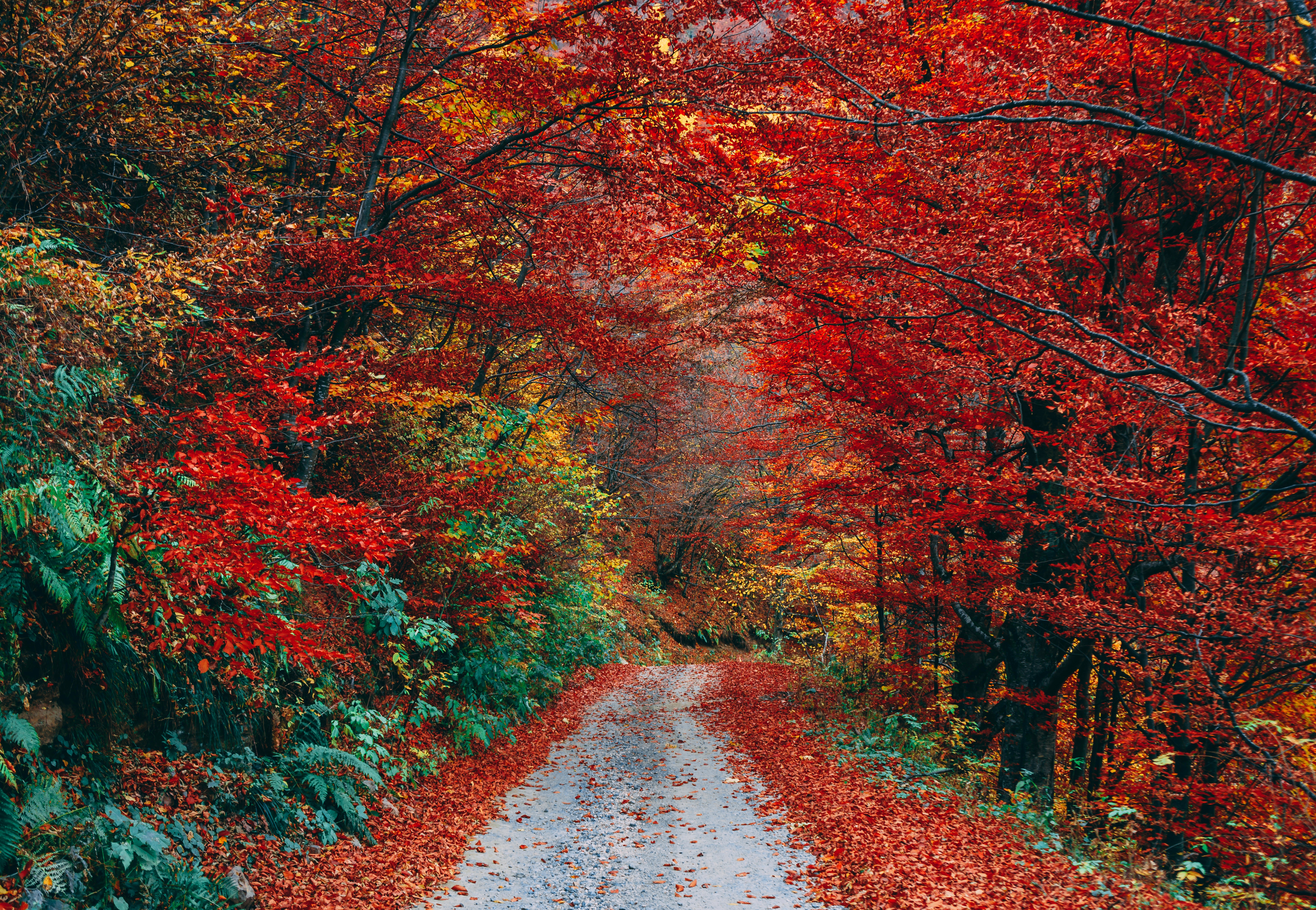 4K Phone Wallpaper nature, autumn, foliage, path
