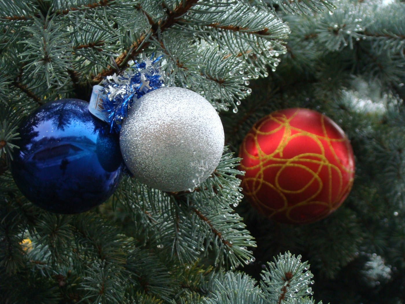 24065 скачать обои елки, праздники, новый год (new year), игрушки, рождество (christmas, xmas) - заставки и картинки бесплатно