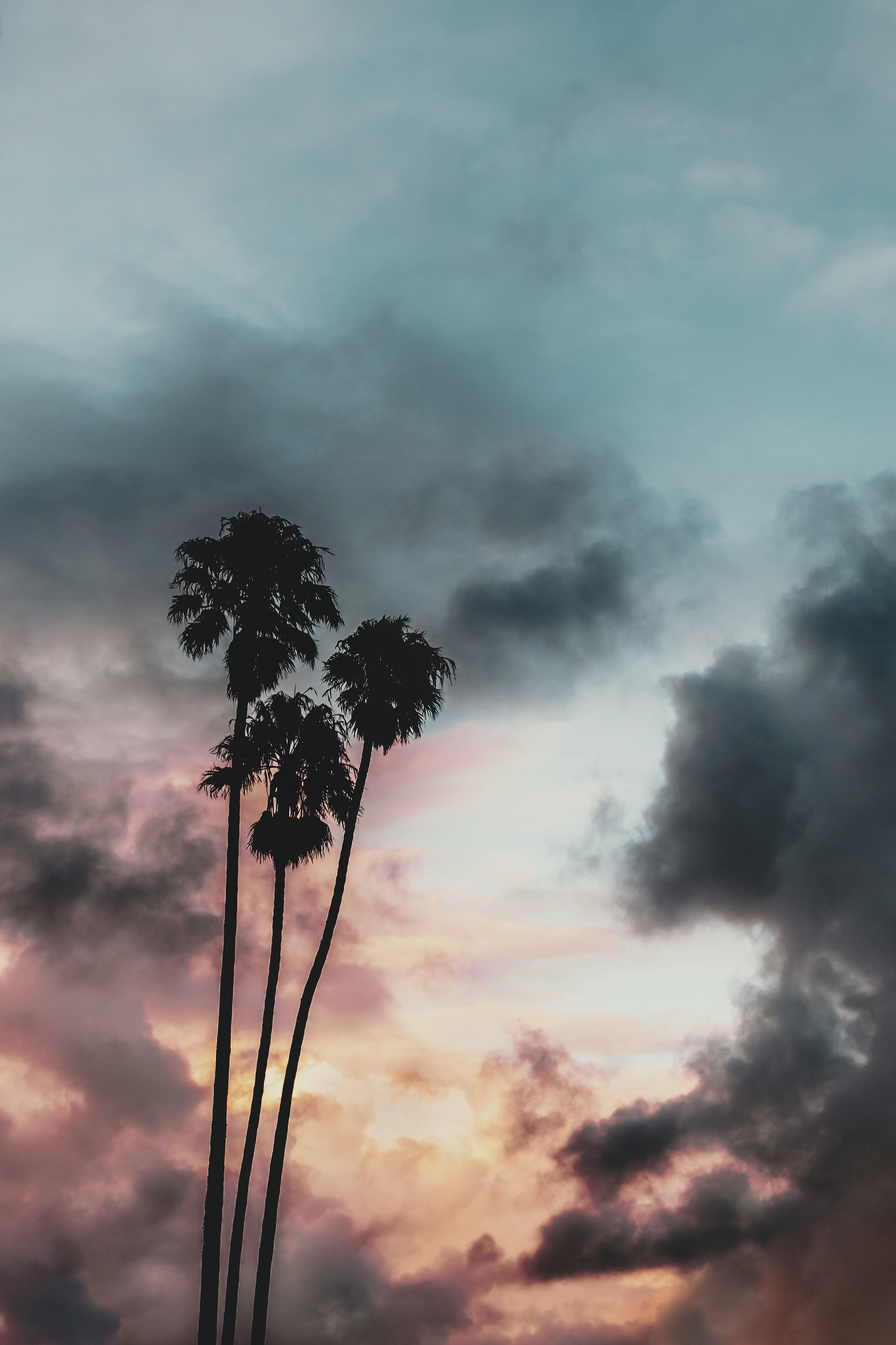 nature, sunset, sky, clouds, palms, outlines, tropics cellphone