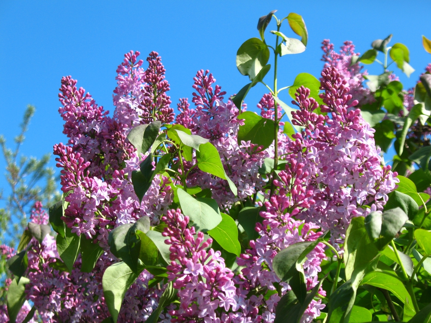 Handy-Wallpaper Pflanzen, Blumen, Lilac kostenlos herunterladen.