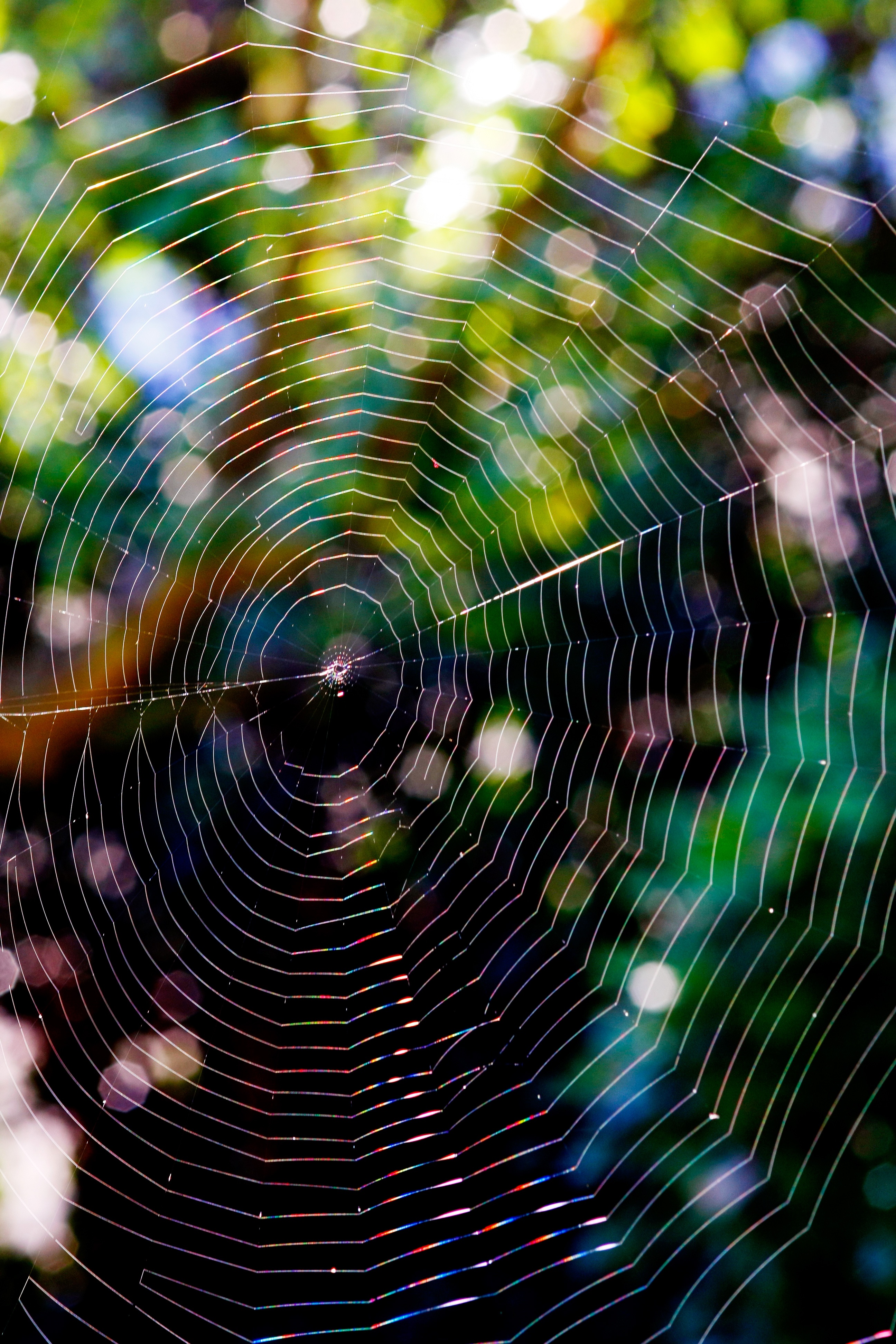 web, macro, glare, wicker, braided, net