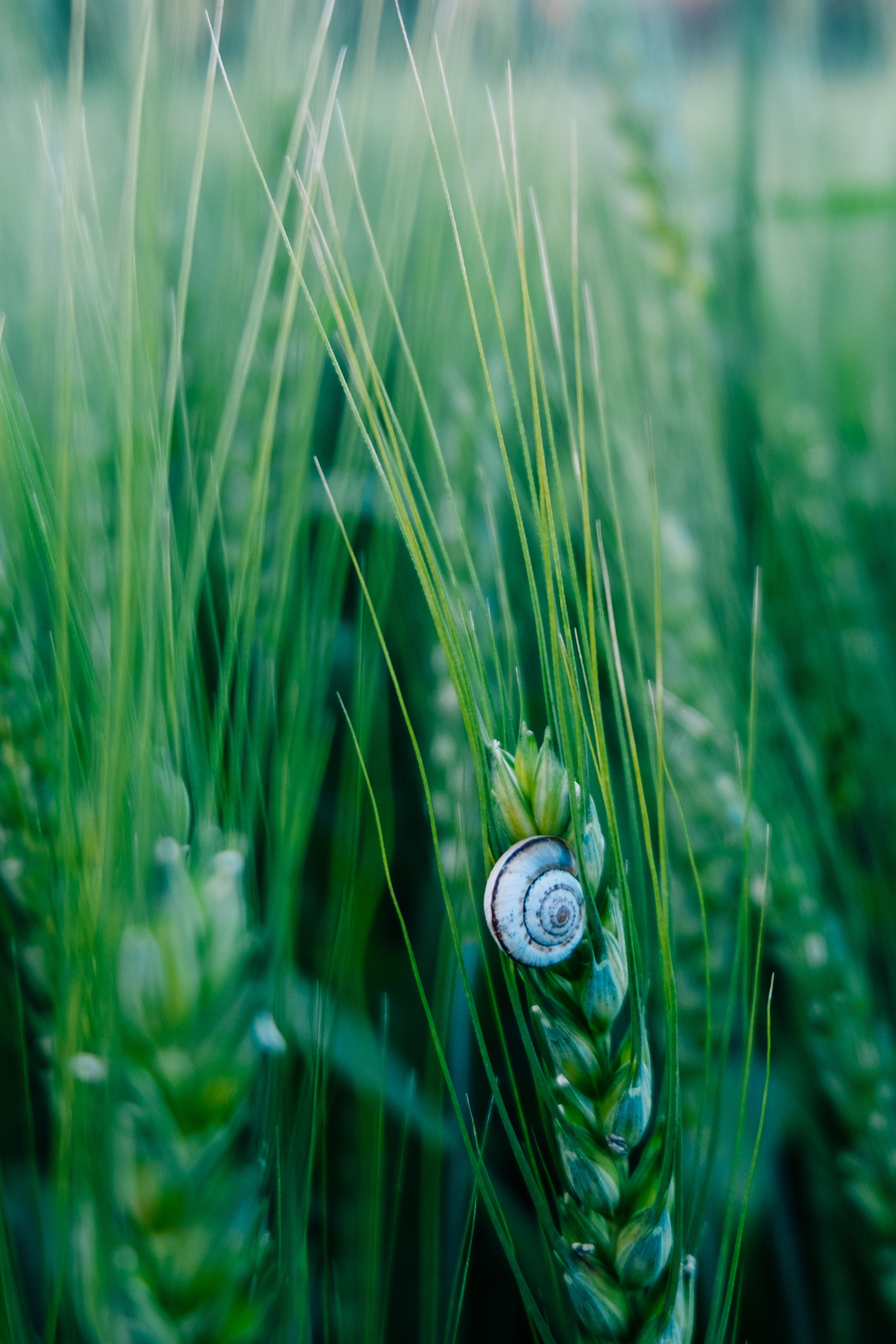 132908 download wallpaper grass, green, macro, ears, snail, spikes, carapace, shell screensavers and pictures for free