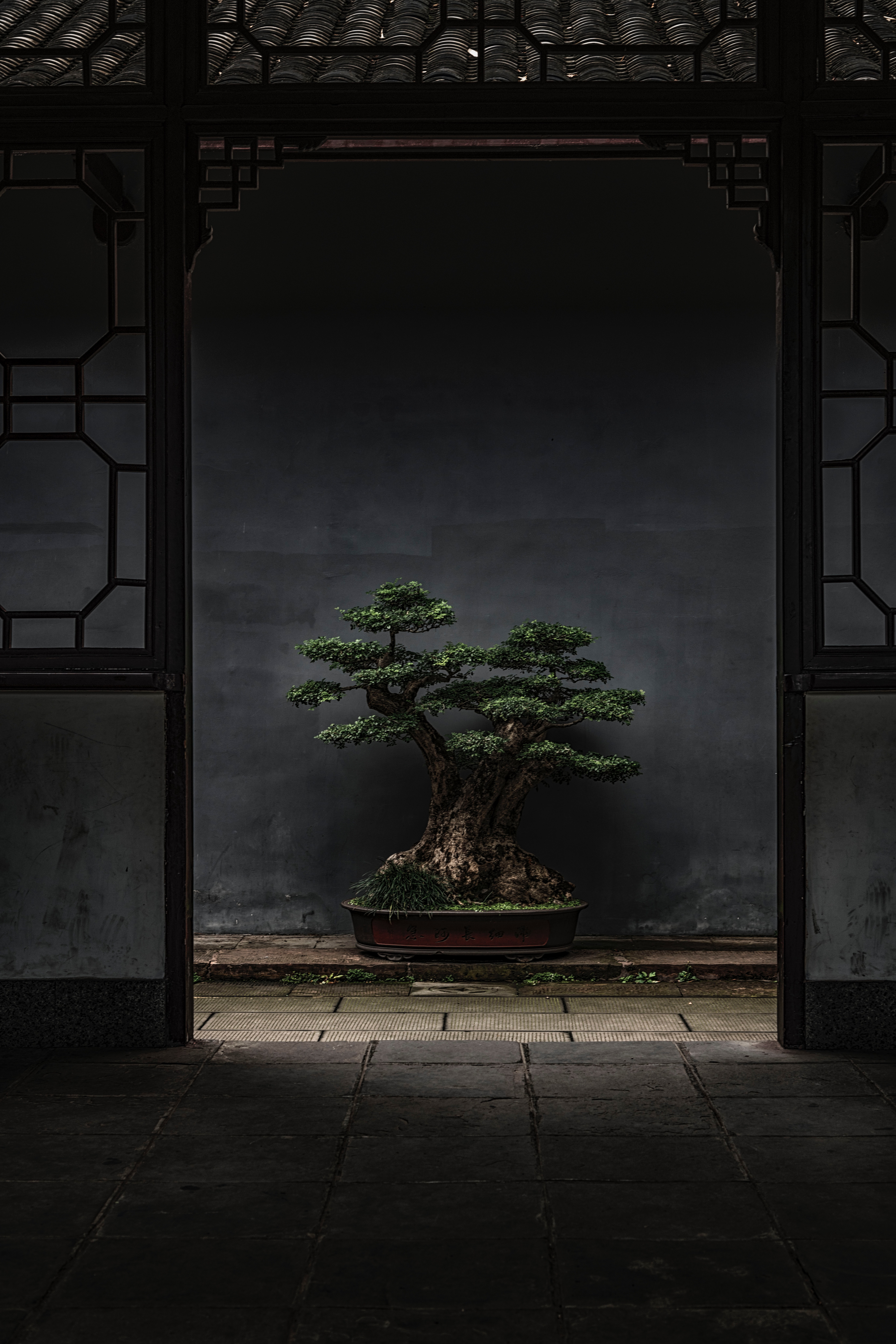 miscellanea, bonsai, wood, tree, miscellaneous, plant, door, decorative 5K