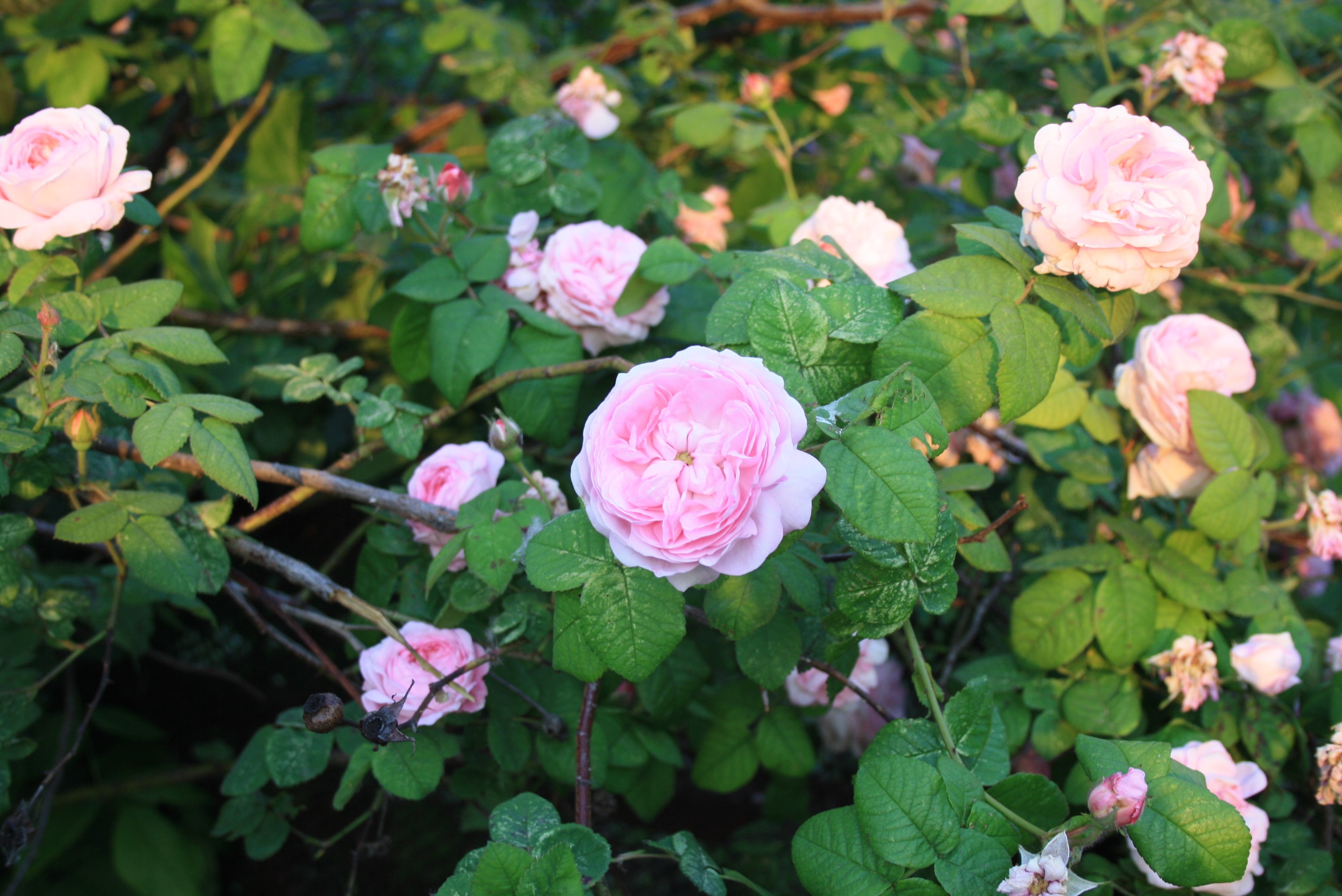 Widescreen image flowerbed, flowers, buds, roses