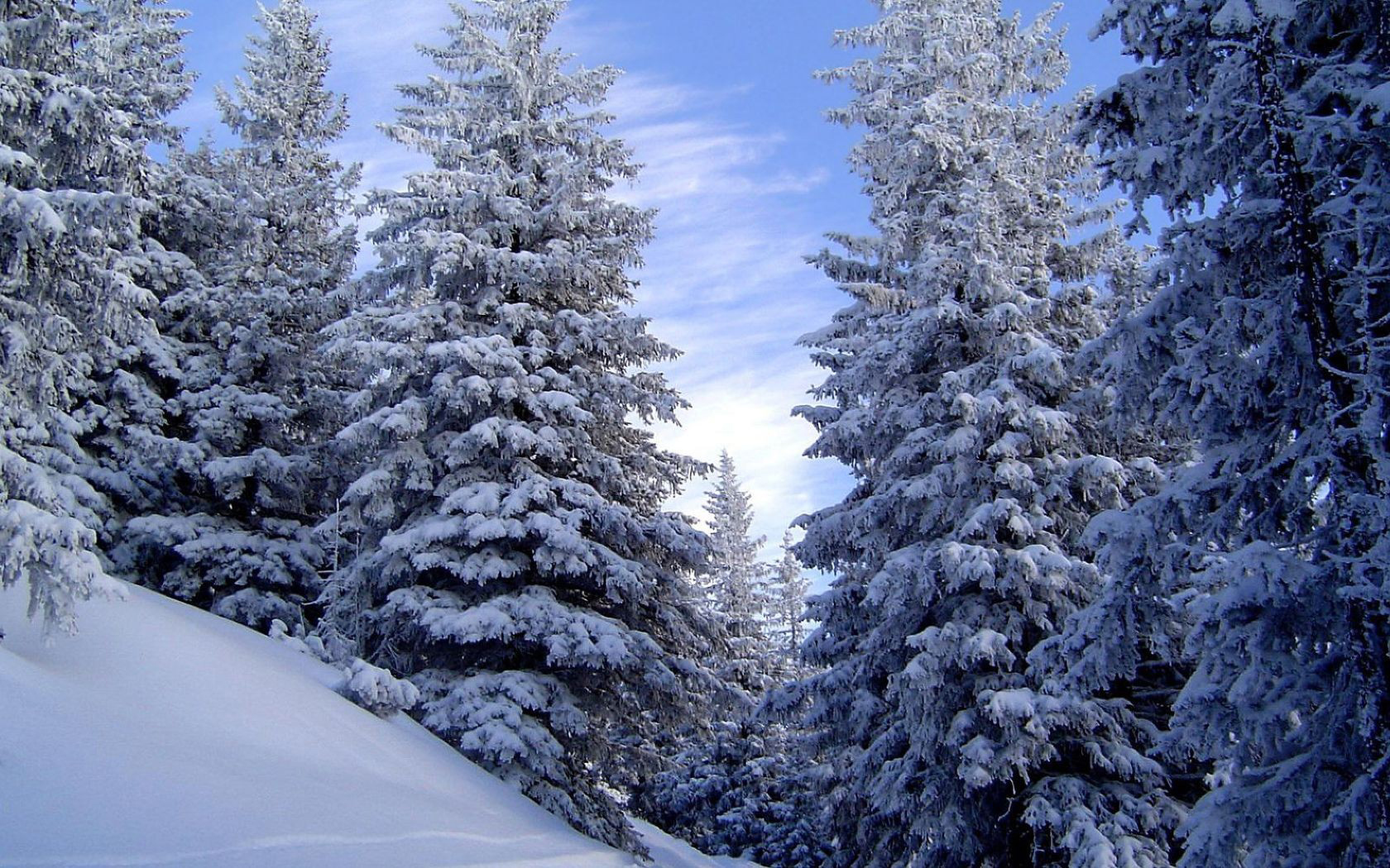 Зимний лес фон