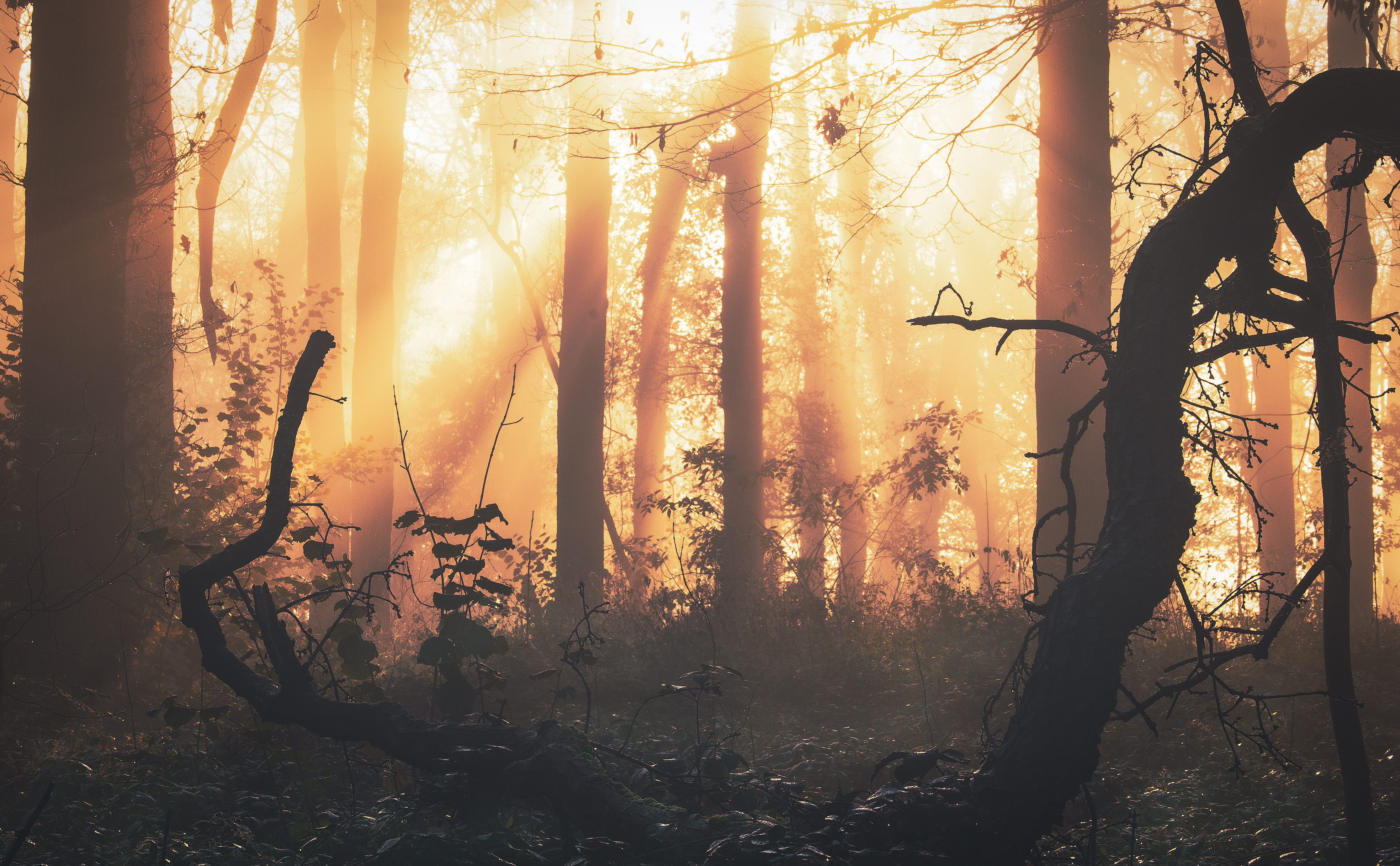Laden Sie das Natur, Bäume, Morgendämmerung, Scheinen, Licht, Wald, Nebel-Bild kostenlos auf Ihren PC-Desktop herunter