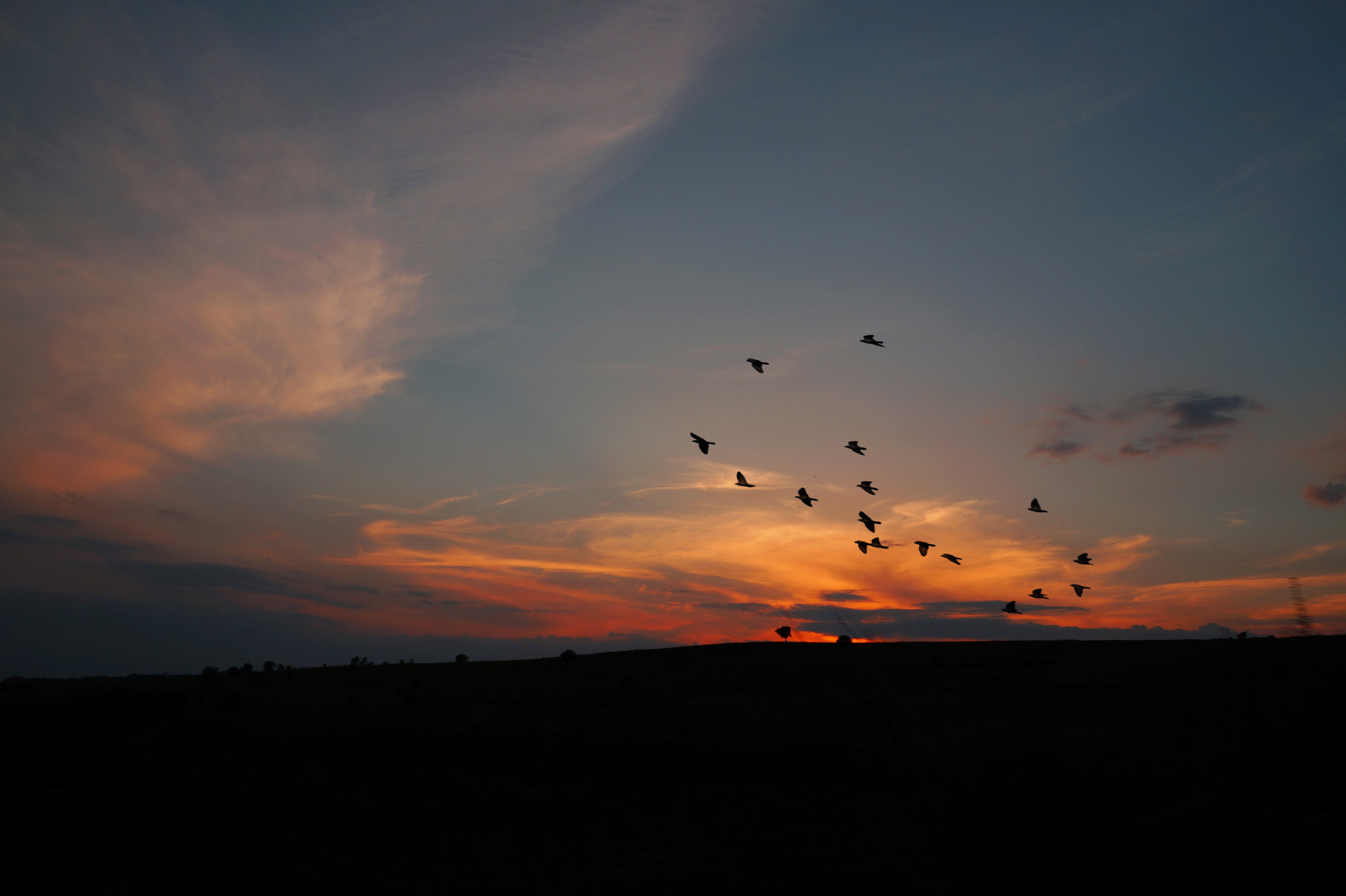 silhouettes, dark, birds, sunset, twilight, dusk HD wallpaper