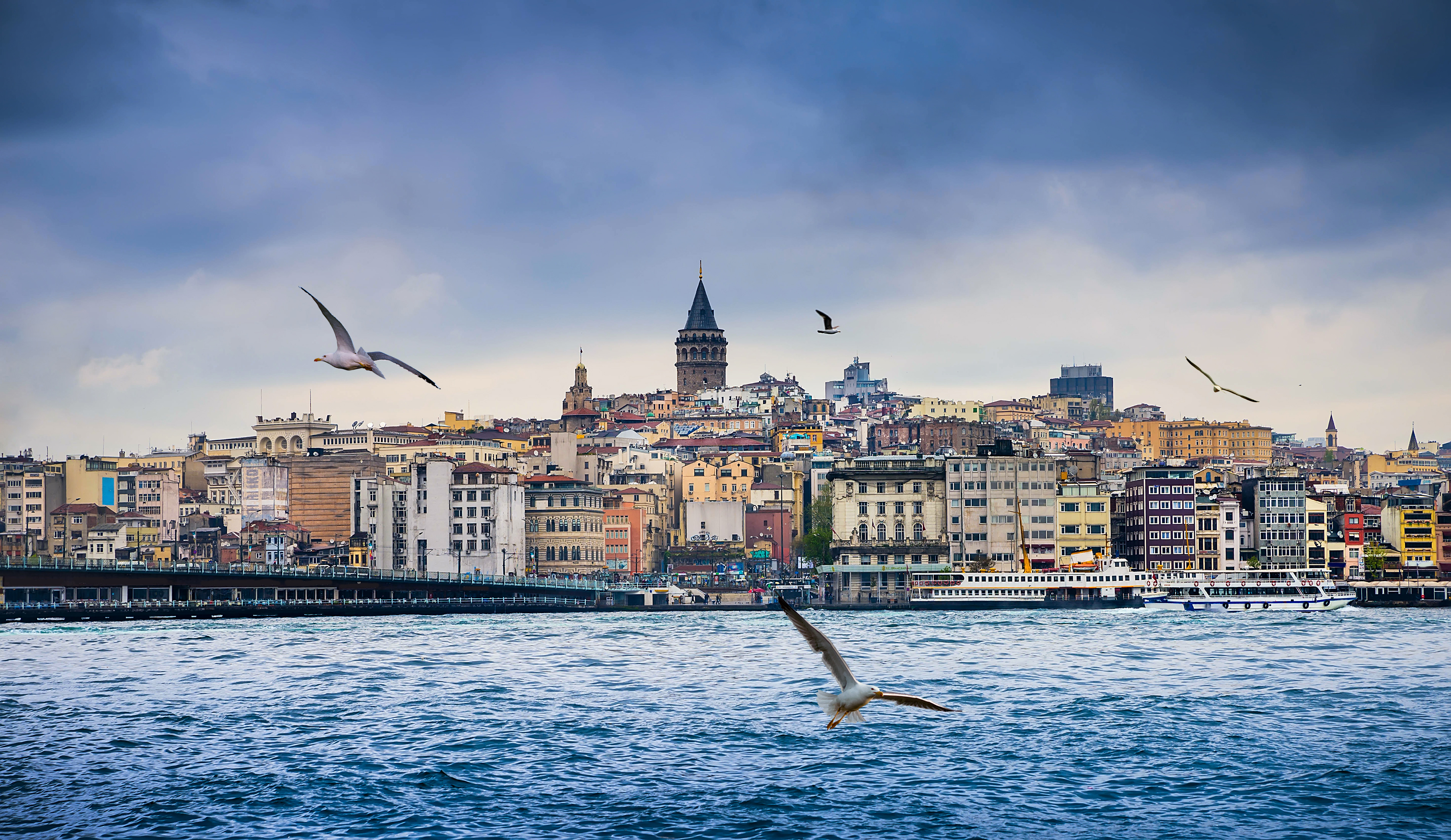 turkey, istanbul, seagull, man made, building, city, house, cities