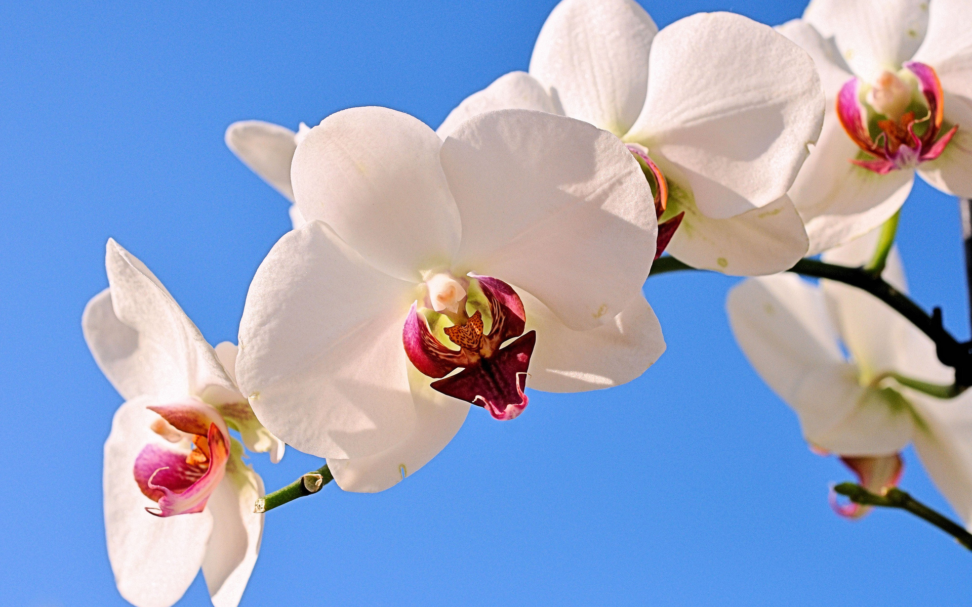 Фото орхидей в хорошем качестве на заставку