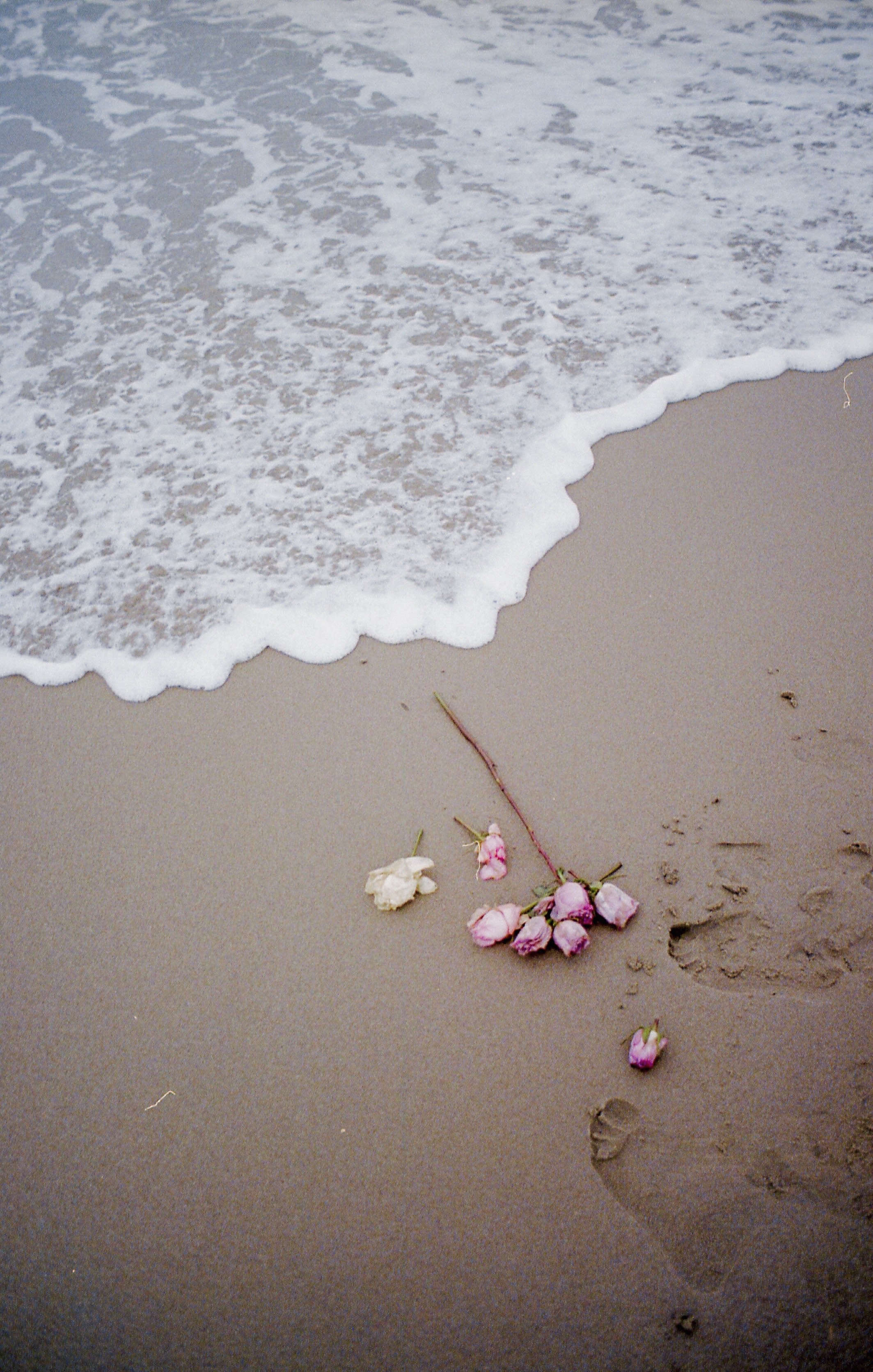 HD wallpaper coast, flowers, beach, rose flower, rose