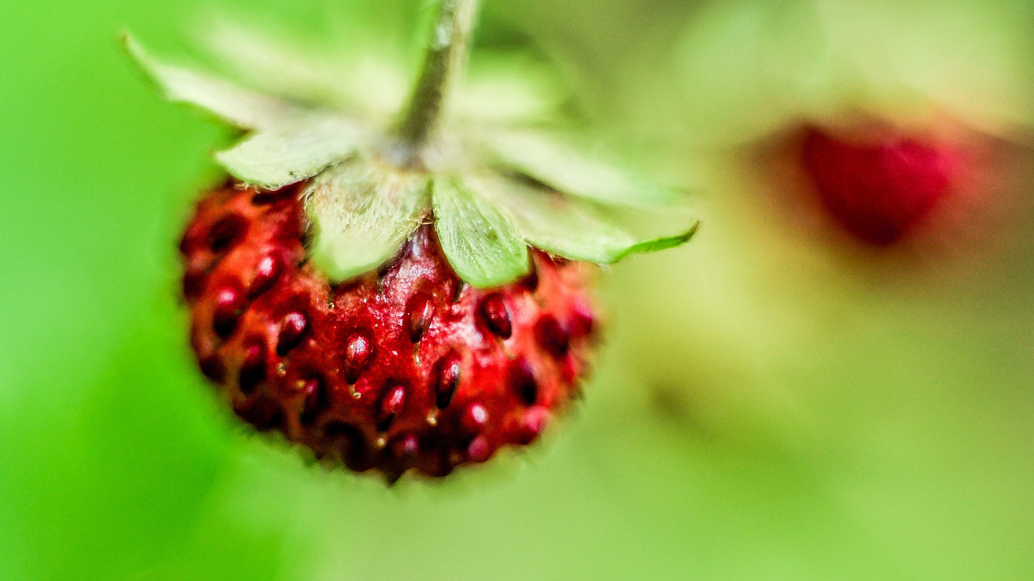 Laden Sie das Erdbeere, Makro, Beere, Wilde Erdbeeren-Bild kostenlos auf Ihren PC-Desktop herunter