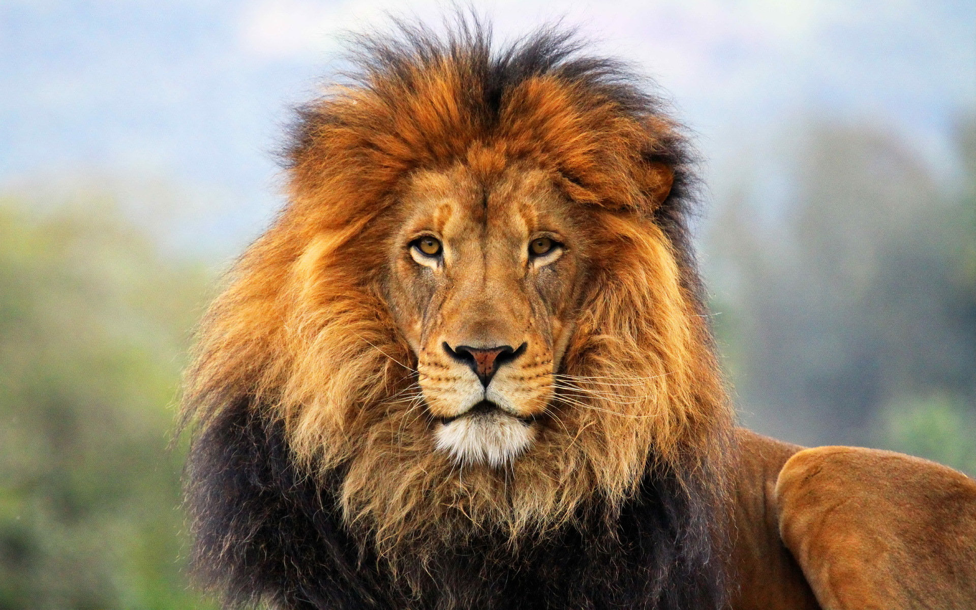 249595 baixar papel de parede leão, animais, gatos - protetores de tela e imagens gratuitamente