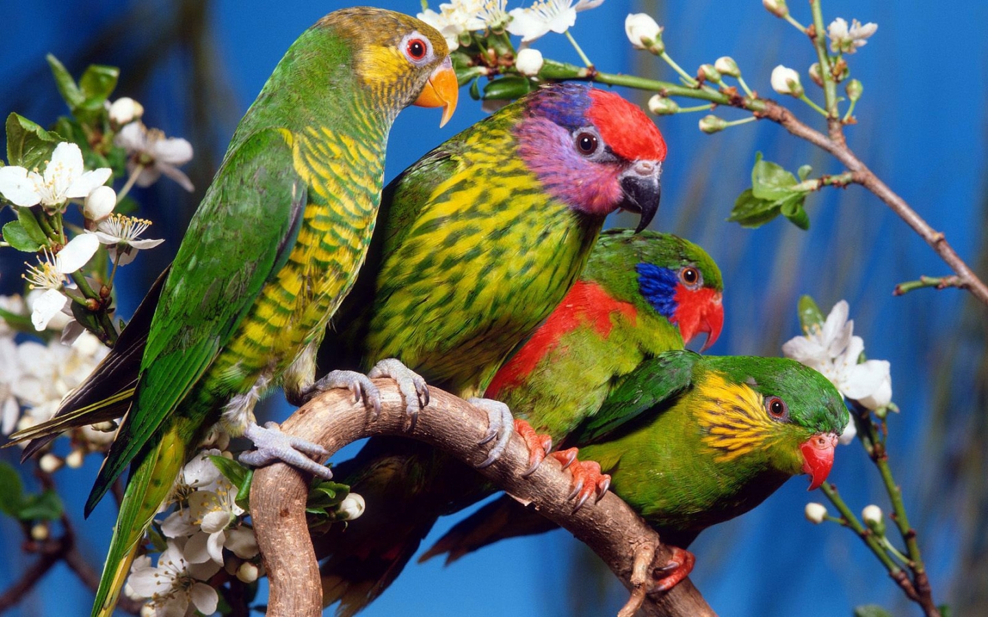 33454 baixar papel de parede papagaios, animais, aves - protetores de tela e imagens gratuitamente