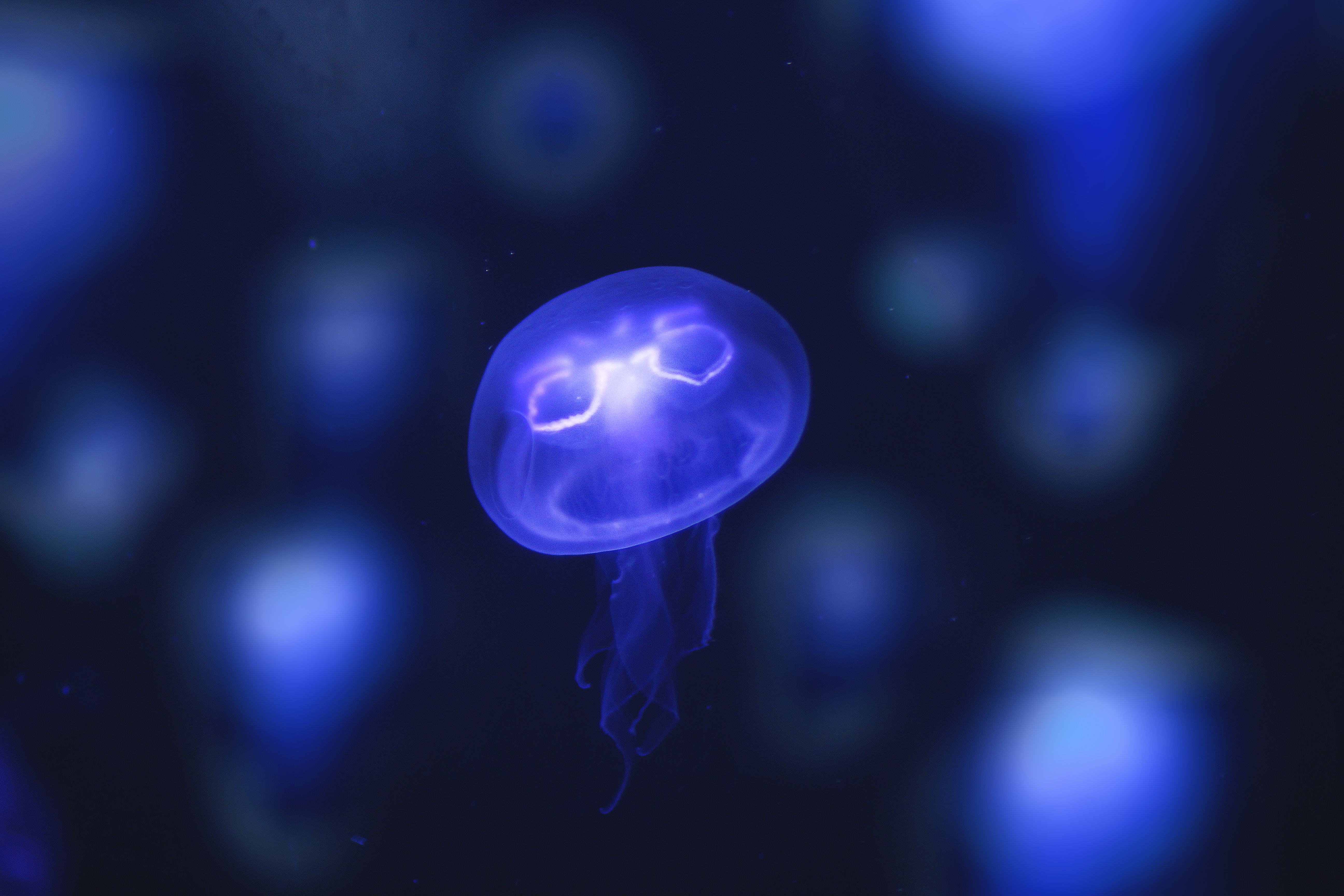 animals, jellyfish, violet, neon, glow, purple, underwater world