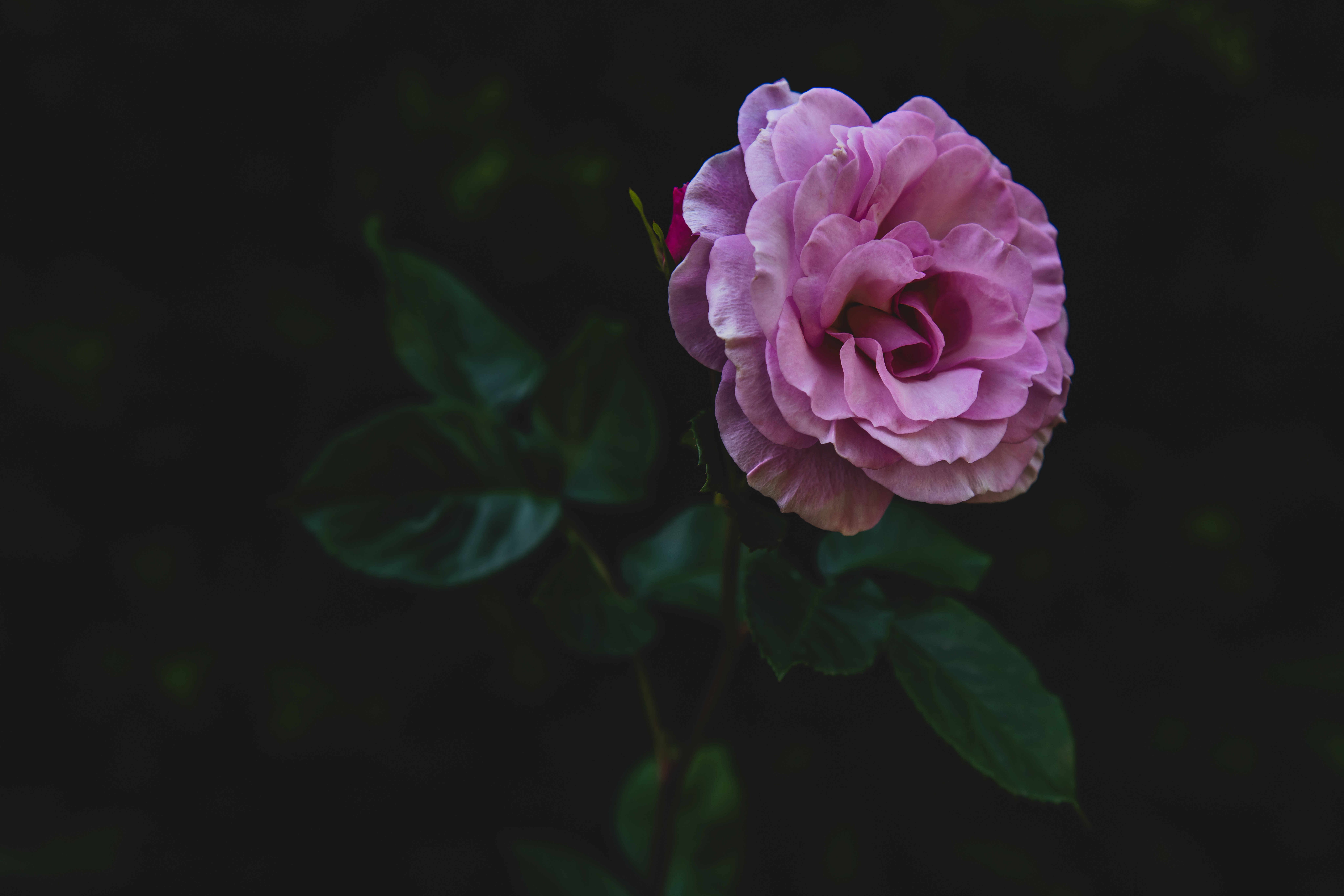 rose flower, flowers, stem, bud, petals, rose, stalk, pink 2160p
