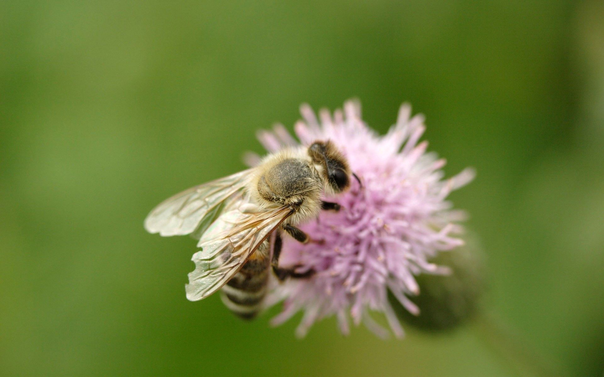 flower, macro, insect, flight, bee